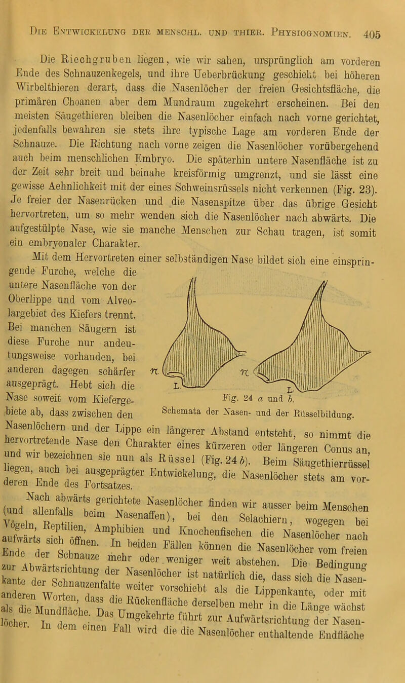 Die Kiecbgruben liegen, wie wir saben, ursprünglicb am vorderen Ende des Scbnauzeiikegels, und ihre IJeberbrückung geschiebt bei böberen Wirbeltbieren derart, dass die Nasenlöcher der freien Gesicbtsfläcbe, die primären Cboanen aber dem Mundraum zugekebrt erscheinen. Bei den meisten Säiigetbieren bleiben die Nasenlöcher einfach nach vorne gerichtet, jedenfalls bewahren sie stets ihre typische Lage am vorderen Ende der Schnauze. Die Richtung nach vorne zeigen die Nasenlöcher vorübergehend auch beim menschlichen Embryo. Die späterhin untere Nasenfläche ist zu der Zeit sehr breit und beinahe kreisförmig umgrenzt, und sie lässt eine gewisse Aehnlichkeit mit der eines Schweiusrüssels nicht verkennen (Fig. 23). Je freier der Nasenrücken und die Nasenspitze über das übrige Gesicht hervortreten, um so mehr wenden sich die Nasenlöcher nach abwärts. Die aufgestülpte Nase, wie sie manche Menschen zur Schau tragen, ist somit ein embryonaler Charakter. Mit dem Hervortreten einer selbständigen Nase bildet sich eine einsprin- gende Furche, welche die untere Nasenfläche von der Oberlippe und vom Alveo- largebiet des Kiefers trennt. Bei manchen Säugern ist diese Furche nur andeu- tungsweise vorhanden, bei anderen dagegen schärfer ausgeprägt. Hebt sich die Nase soweit vom Kieferge- biete ab, dass zwischen den Schemata der Nasen- und der Rüssolbildung. Nasenlöchern nnd der Lippe ein längerer Abstand entsteht, so nimmt die h .vortretende Nase den Charatter eines kürzeren oder Engeren Conus aT elraart,““ “ Beim Säugethierrüssei de.™'Ende dt SS ' (nnd ttwif h fl“““ ausser beim Menschen Vn 1 p +-r Nasenaffen), bei den Selachieru, wocregen bei ault Oia Nasenlöcher nach Ende der Sohnai.ze d.e Nasenlöcher vom freien zur Ahx •• , oder weniger weit abstehen. Die Bedingung C.te t “Ifat tt^n* anderen Woto dt a n f 7 ‘''® Bippenkante, oder mit als die M JttL n ‘''® ®“*®7ache derselben mehr in die Länge .rächst löcher. In dem eine B.hrt zur Aufwärtsrichtung der Nasen- n lall w.rd die die Nasenlöcher enthalte.tde Ettdfläohc