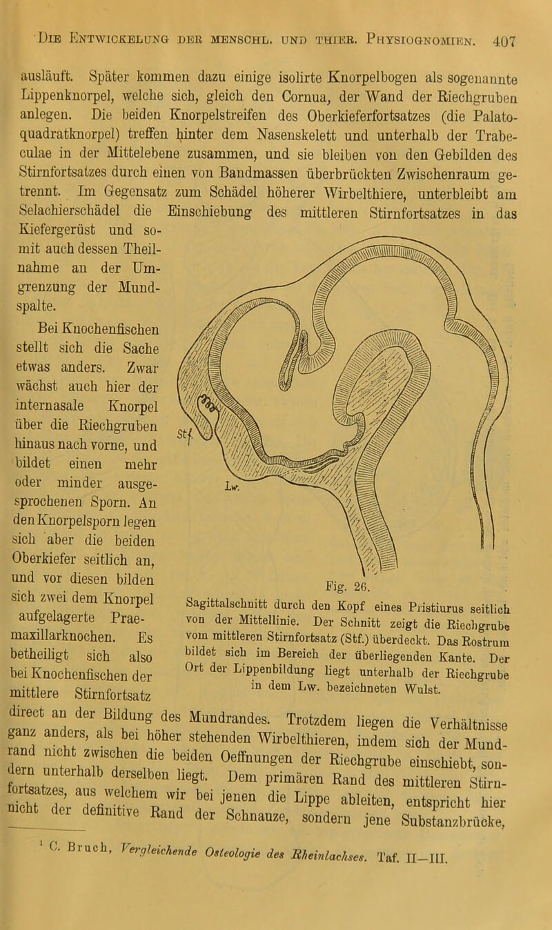 ausläuft. Später kommen dazu einige isolirte Knorpelbogen als sogenannte Lippenknorpel, welche sich, gleich den Cornua, der Wand der Riechgruben anlegeu. Die beiden Knorpelstreifen des Oberkieferfortsatzes (die Palato- quadratknorpel) treffen hinter dem Nasenskelett und unterhalb der Trabe- culae in der Mittelebene zusammen, und sie bleiben von den Gebilden des Stirnfortsatzes durch einen von Bandmassen überbrückten Zwischenraum ge- trennt. Im Gegensatz zum Schädel höherer Wirbelthiere, unterbleibt am Selachierschädel die Einschiebung des mittleren Stirnfortsatzes in das Kiefergerüst und so- mit auch dessen Theil- nahme an der Um- grenzung der Mund- spalte. Bei Knochenfischen stellt sich die Sache etwas anders. Zwar wächst auch hier der internasale Knorpel über die Riechgruben hinaus nach vorne, und bildet einen mehr oder minder ausge- sprochenen Sporn, An den Knorpelsporn legen sich aber die beiden Oberkiefer seitlich an, und vor diesen bilden sich zwei dem Knorpel aufgelagerte Prae- maxillarknochen. Es betheiligt sich also bei Knochenfischen der mittlere Stirnfortsatz Pig. 26. Sagittalschnitt durch den Kopf eines Piistiurus seitlich von der Mittellinie. Der Schnitt zeigt die Riechgrube vom mittleren Stirnfortsatz (Stf.) überdeckt. Das Rostrum bildet sich im Bereich der überliegenden Kante. Der Ort der Lippenbildung liegt unterhalb der Riechgrube in dem Lw. bezeichneten Wulst. direct an der Bildung des Mundrandes. Trotzdem liegen die Verhältnisse ganz anders, als bei höher stehenden Wirbelthieren, indem sich der Münd- ern rteAaird t Riechgrube einschiebt, son- mt ? ^bleiten, entspricht hier ^definitive Rand der Schnauze, sondern jene Substanzbrücke, ‘ C. Bruch, Vergleichende Osteologie des Rheinlachses. Taf. II-IlI.