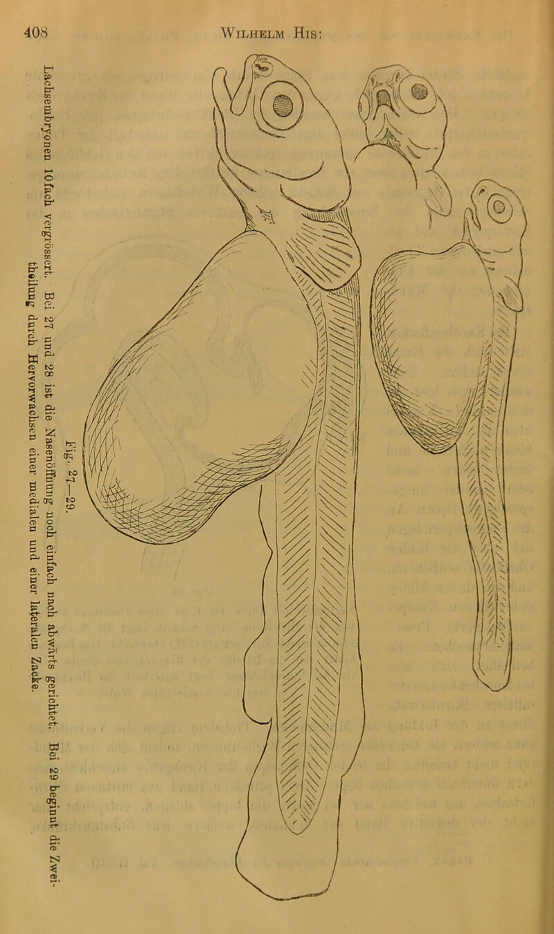 Fig- 27—29. Lachsembryonen lOfacb vergrössert. Bei 27 und 28 ist die Nasenöffnuiig noch einfach nach abwärts gerichtet. Bei 29 beg^innt die Zwei theilung durch Hervorwachsen einer medialen und einer lateralen Zacke. I I