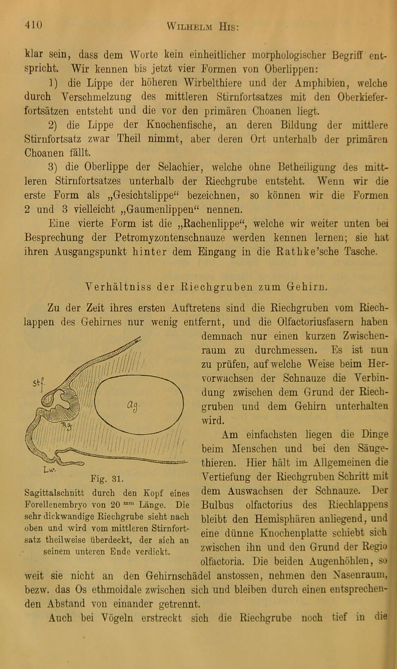 klar sein, dass dem Worte kein einheitlicher morphologischer Begriff ent- spricht. Wir kennen bis jetzt vier Formen von Oberlippen: 1) die Lippe der höheren Wirbelthiere und der Amphibien, welche durch Verschmelzung des mittleren Stirnfortsatzes mit den Oberkiefer- fortsätzen entsteht und die vor den primären Choanen liegt. 2) die Lippe der Knochenfische, an deren Bildung der mittlere Stirufortsatz zwar Theil nimmt, aber deren Ort unterhalb der primären Choanen fällt. 3) die Oberlippe der Selachier, welche ohne Betheiligung des mitt- leren Stirnfortsatzes unterhalb der Riechgrube entsteht. Wenn wir die erste Form als „Gesichtslippe“ bezeichnen, so können wir die Formen 2 und 3 vielleicht „Gaumenlippen“ nennen. Eine vierte Form ist die „Rachenlippe“, welche wir weiter unten bei Besprechung der Petromyzontenschnauze werden kennen lernen; sie hat ihren Ausgangspunkt hinter dem Eingang in die Rathke'sehe Tasche. Verhältniss der Riechgruben zum Gehirn. Zu der Zeit ihres ersten Auftretens sind die Riechgruben vom Riech- lappen des Gehirnes nur wenig entfernt, und die Olfactoriusfasern haben demnach nur einen kurzen Zwischen- raum zu durchmessen. Es ist nun zu prüfen, auf welche Weise beim Her- vorwachsen der Schnauze die Verbin- dung zwischen dem Grund der Riech- gruben und dem Gehirn unterhalten wird. Am einfachsten liegen die Dinge beim Menschen und bei den Säuge- thieren. Hier hält im Allgemeinen die Vertiefung der Riechgruben Schritt mit dem Auswachsen der Schnauze. Der Bulbus olfactorius des Riechlappeus bleibt den Hemisphären anfiegend, und eine dünne Kuochenplatte schiebt sich zwischen ihn und den Grund der Regio olfactoria. Die beiden Augenhöhlen, so weit sie nicht an den Gehirnschädel anstosseu, nehmen den Naseuraum, bezw. das Os ethmoidale zwischen sich und bleiben durch einen entsprechen- den Abstand von einander getrennt. Auch bei Vögeln erstreckt sich die Riechgrube noch tief in die Sagittalschnitt durch den Kopf eines Forellenembryo von 20 Länge. Die sehr dickwandige Eiechgrube sieht nach üben und wird vom mittleren Stirnfort- satz theilweise überdeckt, der sich an seinem unteren Ende verdickt.