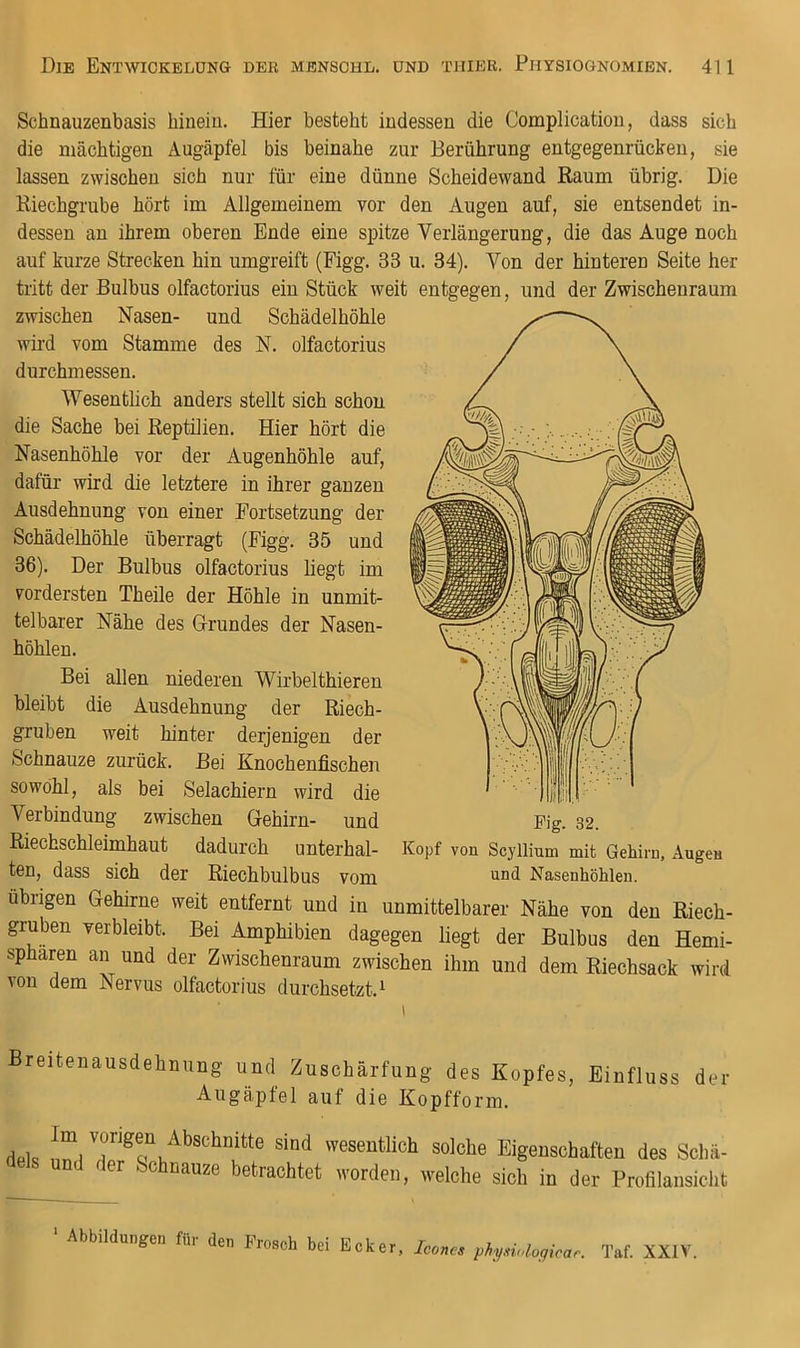 Schnauzenbasis hinein. Hier besteht indessen die Complication, dass sich die mächtigen Augäpfel bis beinahe zur Berührung entgegenrücken, sie lassen zwischen sich nur für eine dünne Scheidewand Raum übrig. Die Riechgrube hört im Allgemeinem vor den Augen auf, sie entsendet in- dessen an ihrem oberen Ende eine spitze Verlängerung, die das Auge noch auf kurze Strecken hin umgreift (Figg. 33 u. 34). Von der hinteren Seite her tritt der Bulbus olfactorius ein Stück weit entgegen, und der Zwischenraum zwischen Nasen- und Schädelhöhle wird vom Stamme des N. olfactorius durchmessen. Wesentlich anders stellt sich schon die Sache bei Reptilien. Hier hört die Nasenhöhle vor der Augenhöhle auf, dafür wird die letztere in ihrer ganzen Ausdehnung von einer Fortsetzung der Schädelhöhle überragt (Figg. 35 und 36). Der Bulbus olfactorius liegt im vordersten Theile der Höhle in unmit- telbarer Nähe des Grundes der Nasen- höhlen. Bei allen niederen Wirbelthieren bleibt die Ausdehnung der Riech- gruben weit hinter derjenigen der Schnauze zurück. Bei Knochenfischen sowohl, als bei Selachiern wird die Verbindung zwischen Gehirn- und Pig. 32. Riechschleimhaut dadurch unterhal- Kopf von Scyllium mit Gehirn, Augen ten, dass sich der Riecbbulbus vom Nasenhöhlen. Übrigen Gehirne weit entfernt und in unmittelbarer Nähe von den Riech- gruben verbleibt. Bei Amphibien dagegen liegt der Bulbus den Hemi- sphären an und der Zwischenraum zwischen ihm und dem Riechsack wird von dem Nervus olfactorius durchsetzt. 1 Breitenausdehnung und Zuschärfung des Kopfes, Einfluss der Augäpfel auf die Kopfform. dek 1 sind wesentlich solche Eigenschaften des Schii- d der Schnauze betrachtet worden, welche sich in der Profilansicht ‘ Abbildungen für den Frosch bei Ecker, ,hy.nolo,icar. Taf. XXIV.