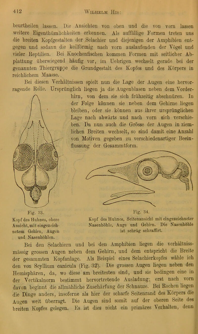 beurtlieileu lassen. Die Ansichten von oben und die von vorn lassen weitere Eigenthümlichkeiten erkennen. Als auffällige Formen treten uns die breiten Kopfgestalten der .Selachier und diejenigen der Amphibien ent- gegen und sodann die keilförmig nach vorn auslaufenden der Vögel und vieler Reptilien. Bei Knochenfischen kommen Formen mit seitlicher Ab- plattung überwiegend häufig vor, im Uebrigen wechselt gerade bei der genannten Thiergruppe die Grundgestalt des Kopfes und des Körpers in reichlichem Maasse. Bei diesen Verhältnissen spielt nun die Lage der Augen eine hervor- ragende Rolle. Ursprünglich liegen ja die Augenblasen neben dem Vorder- hirn, von dem sie sich frühzeitig abschnüren. In der Folge können sie neben dem Gehirne liegen bleiben, oder sie können aus ihrer ursprünglichen Lage nach abwärts und nach vorn sich verschie- ben. Da nun auch die Grösse der Augen in ziem- lichen Breiten wechselt, so sind damit eine Anzahl von Motiven gegeben zu verschiedenartiger Beein- flussung der Gesammtform. Fig. 33. Kopf des Huhnes, obere Ansicht, mit eingezeich- netem Gehirn, Augen und Nasenhöhlen. Kopf des Huhnes, Seitenansicht mit eingezeichneter Nasenhöhle, Auge und Gehirn. Die Nasenhöhle ist schräg schraffirt. Bei den Selachiern und bei den Amphibien liegen die verhältniss- mässig grossen Augen neben dem Gehirn, und dem entspricht die Breite der gesammten Kopfanlage. Als Beispiel eines Selachierkopfes wähle ich den von Scyllium canicula (Fig. 32). Die grossen Augen liegen neben den Hemisphären, da, wo diese am breitesten sind, und sie bedingen eine in der Vertikalnorm bestimmt hervortretende Ausladung; erst nach vorn davon beginnt die allmähliche Zuschärfung der Schnauze. Bei Rochen liegen die Dinge anders, iusoferue als hier der scharfe Seitenrand des Körpers die Augen weit überragt. Die Augen sind somit auf der oberen Seite des breiten Kopfes gelegen. Es ist dies nicht ein primäres Verhalten, denn