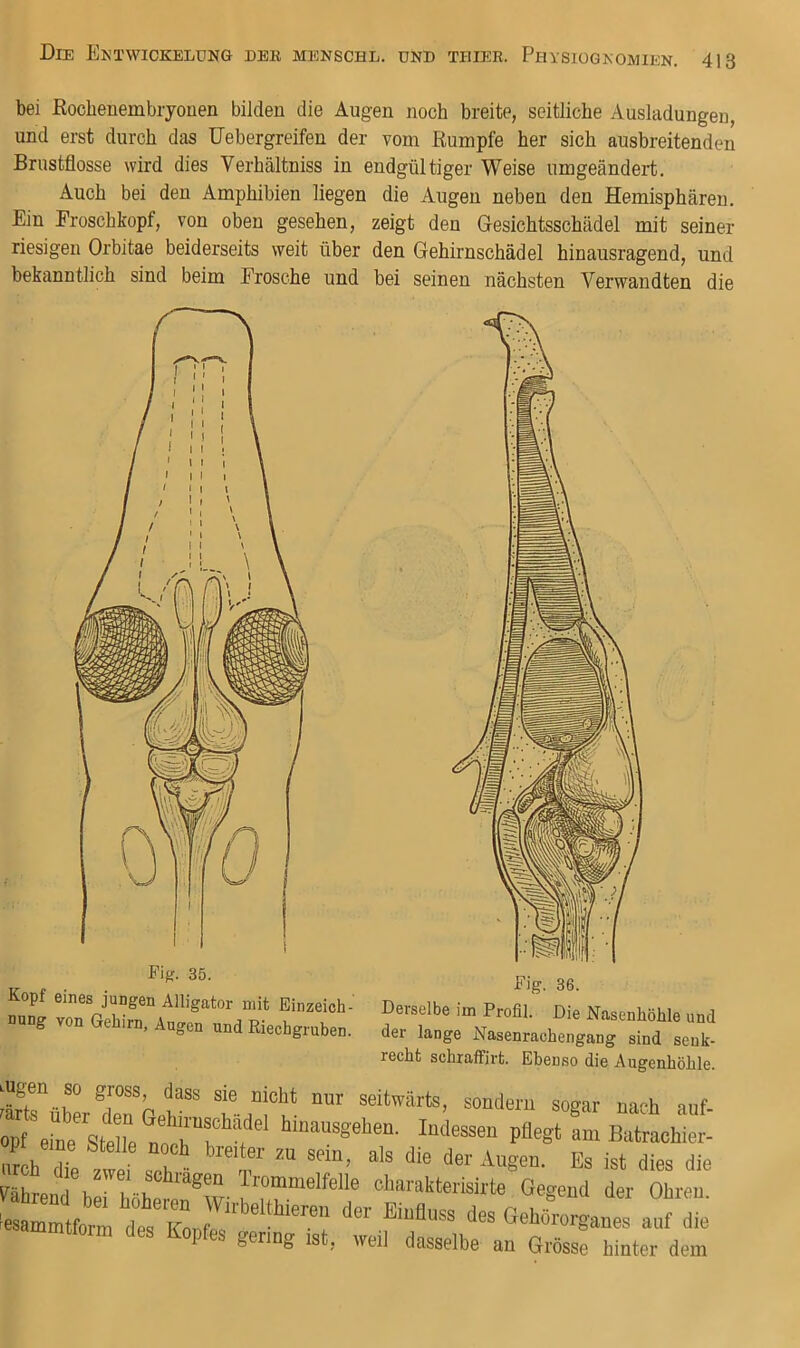 bei Kochenembiyouen bilden die Augen noch breite, seitliche Ausladungen, und erst durch das IJebergreifen der vom Rumpfe her sich ausbreitenden Brustflosse wird dies Verhältniss in endgültiger Weise umgeändert. Auch bei den Amphibien liegen Ein Eroschkopf, von oben gesehen, riesigen Orbitae beiderseits weit über bekanntlich sind beim Erosche und Fiff. 35. Kopf eines jungen Alligator mit Einzeich- nung von Gehirn, Augen und Riechgruben. die Augen neben den Hemisphären, zeigt den Gesichtsschädel mit seiner den Gehirnschädel hinausragend, und bei seinen nächsten Verwandten die Fig. 36. Derselbe im Profil. Die Nasenhöhle und der lange Nasenrachengang sind senk- recht schraffirt. Ebenso die Augenhöhle. ^ugDn SO gross, dass sie nicht nur seitwärts, sondern sogar nach auf paegt „h : «roh 2 ' K 0“ Es ist dies die Pahro . “ Trommelfelle charakterisirte Gegend der Ohren P s gering ist, weil dasselbe an Grösse hinter dem