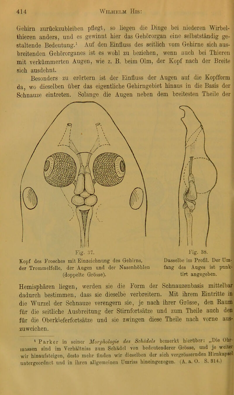 Gehirn zurückzubleibeii pflegt, so liegen die Dinge bei niederen Wirbel- thieren anders, und es gewinnt hier das Gehörorgan eine selbstständig ge- staltende Bedeutung.^ Auf den Einfluss des seitlich vom Gehirne sich aus- breitenden Gehörorganes ist es wohl zu beziehen, wenn auch bei Thieren mit verkümmerten Äugen, wie z. B. beim Olm, der Kopf nach der Breite sich ausdehnt. Besonders zu erörtern ist der Einfluss der Augen auf die Kopfform da, wo dieselben über das eigentliche Gehirngebiet hinaus in die Basis der Schnauze eintreten. Solange die Augen neben dem breitesten Theile der Dasselbe im Profil. Der Um fang des Auges ist punk- tirt angegeben. Kopf des Frosches mit Einzeichnung des Gehirns, der Trommelfelle, der Augen und der Nasenhöhlen (doppelte Grösse). Hemisphären liegen, werden sie die Form der Schnauzenbasis mittelbar dadurch bestimmen, dass sie dieselbe verbreitern. Mit ihrem Eintritte im die Wurzel der Schnauze verengern sie, je nach ihrer Grösse, den Rauim für die seitliche Ausbreitung der Stirnfortsätze und zum Theile auch dem für die Oberkieferfortsätze und sie zwingen diese Theile nach vorne aus-^ zu weichen. ' Parker in seiner Morphologie des Schädels bemerkt hierüber: „Die Ohr- m.ussen sind im Verhältniss zum Schädel von bedeutenderer Grösse, uud je weiter wir hinaufsteigen, desto mehr finden wir dieselben der sich vergrössernden Hirnkapsel untergeordnet und in ihren allgemeinen Umriss hineingezogen. (A. a. 0. S. 314.)
