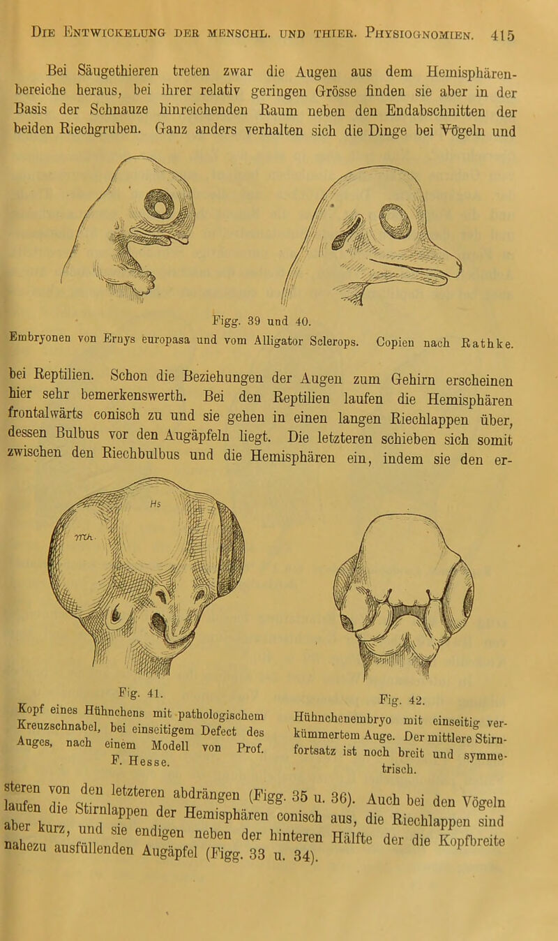 Bei Säugethieren treten zwar die Augen aus dem Hemisphären- bereiche heraus, bei ihrer relativ geringen Grösse finden sie aber in der Basis der Schnauze hinreichenden Kaum neben den Endabschnitten der beiden Riechgruben. Ganz anders verhalten sich die Dinge bei Yögeln und Pigg. 39 und 40. Embryonen von Ernys europasa und vom Alligator Solerops. Copieu nach ßathke. bei Reptilien. Schon die Beziehungen der Augen zum Gehirn erscheinen hier sehr bemerkenswerth. Bei den Reptilien laufen die Hemisphären frontalwärts conisch zu und sie gehen in einen langen Riechlappen über, dessen Bulbus vor den Augäpfeln liegt. Die letzteren schieben sich somit zwischen den Riechbulbus und die Hemisphären ein, indem sie den er- Fig. 41. Kopf eines Hühnchens mit pathologischem Kreuzschnabel, bei einseitigem Defect des Auges, nach einem Modell von Prof. Fig. 42. Hühuchcnembryo mit einseitig ver- kümmertem Auge. Der mittlere Stirn- fortsatz ist noch breit und symme- trisch. F. Hesse. symme-