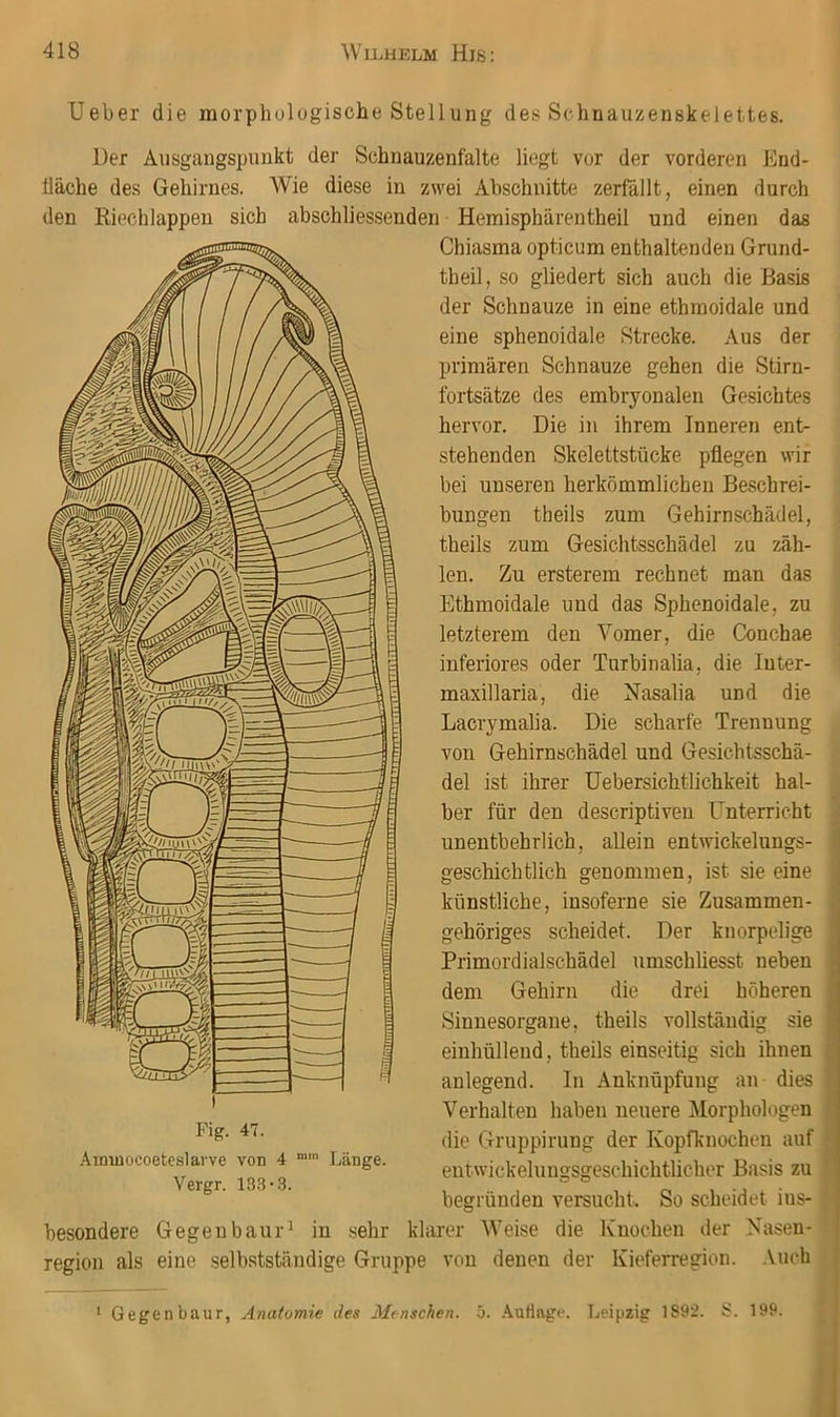 lieber die morphologische Stellung des Schnauzenskelettes. Der Ausgangspunkt der Schnauzenfalte liegt vor der vorderen End- fläche des Gehirnes. Wie diese in zwei Abschnitte zerfällt, einen durch den Riechlappen sich abschliessenden Hemisphärentheil und einen das Chiasma opticum enthaltenden Grund- tbeil, so gliedert sich auch die Basis der Schnauze in eine ethmoidale und eine sphenoidale Strecke. Aus der primären Schnauze gehen die Stirn- fortsätze des embryonalen Gesichtes hervor. Die in ihrem Inneren ent- stehenden Skelettstücke pflegen wir bei unseren herkömmlichen Beschrei- bungen theils zum Gehirnschädel, theils zum Gesichtsschädel zu zäh- len. Zu ersterem rechnet man das Ethmoidale und das Sphenoidale, zu letzterem den Vomer, die Conchae inferiores oder Tuibinalia, die luter- maxillaria, die Nasalia und die Lacrymalia. Die scharfe Trennung von Gehirnschädel und Gesichtsschä- del ist ihrer Uebersichtlichkeit hal- ber für den descriptiven Unterricht unentbehrlich, allein entwickelungs- geschichtlich genommen, ist sie eine künstliche, insoferne sie Zusammen- gehöriges scheidet. Der knorpelige Primordialschädel umschliesst neben dem Gehirn die drei höheren Sinnesorgane, theils vollständig sie einhüllend, theils einseitig sich ihnen anlegend, ln Anknüpfung an dies Verhalten haben neuere Morphologen die Gruppirung der Kopfknochen auf entwickeluugsgeschichtlicher Basis zu begründen versucht. So scheidet ins- Fig. 47. Ainiuocoeteslarve von 4 Vergr. 133-3. Länge. besondere Gegenbaur^ in sehr klarer Weise die Knochen der Nasen- region als eine selbstständige Gruppe von denen der Kieferregion. Auch Gegen baur, Anatomie des Menschen. 5. AuHage. Leipzig 1892. iS. 199.