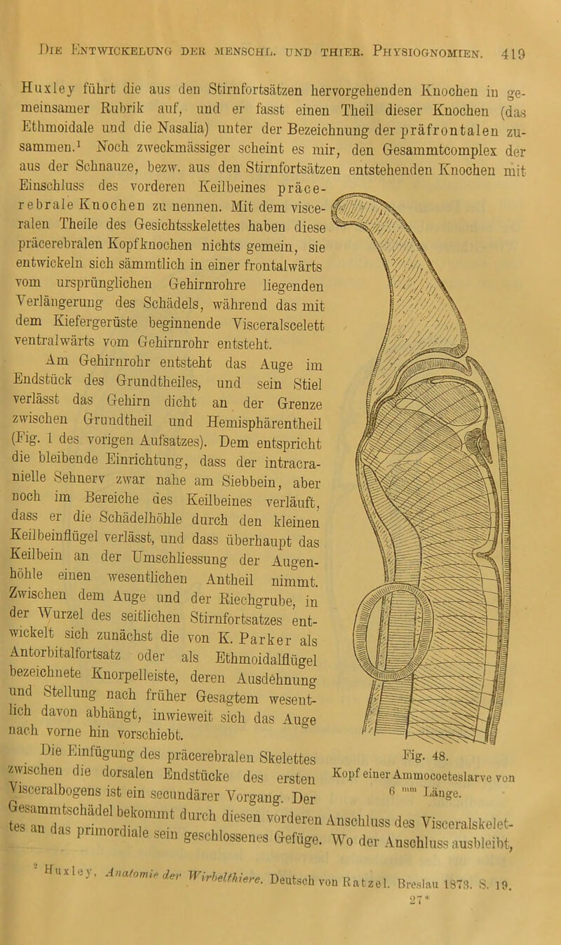 Huxley führt die aus den Stirufortsätzen hervorgeheuden Knochen in ge- meinsamer Rubrik auf, und ei- fasst einen Theil dieser Knochen (das Ethmoidale und die Nasalia) unter der Bezeichnung der i)räfrontalen zu- sammen.^ Noch zweckmässiger scheint es mir, den Gesammtcomplex der aus der Schnauze, bezw. aus den Stirnfortsätzen entstehenden Knochen mit Einschluss des vorderen Keilbeines präce- rebrale Knochen zu nennen. Mit dem visce- ralen Theile des Gesichtsskelettes haben diese präcerebralen Kopfknochen nichts gemein, sie entwickeln sich sämmtlich in einer frontalwärts vom ursprünglichen Gehirnrohre liegenden Verlängerung des Schädels, während das mit dem Kiefergerüste beginnende Visceralscelett ventralwärts vom Gehirnrohr entsteht. Am Gehirnrohr entsteht das Auge im Endstück des Grundtheiles, und sein Stiel verlässt das Gehirn dicht an der Grenze zwischen Grundtheil und Hemisphärentheil (Fig. 1 des vorigen Aufsatzes). Dem entspricht die bleibende Einrichtung, dass der intracra- nielle Sehnerv zwar nahe am Siebbein, aber noch im Bereiche des Keilbeines verläuft, dass er die Schädelhöhle durch den kleinen Keilbeinflügel verlässt, und dass überhaupt das Keilbein an der Umschliessung der Augen- höhle einen wesentlichen Antheil nimmt. Zwischen dem Auge und der Kiechgrube, in der 'Wurzel des seitlichen Stirnfortsatzes ent- wickelt sich zunächst die von K. Parker als Antorbitalfortsatz oder als Ethmoidalflügel bezeichnete Knorpelleiste, deren Ausdehnung und Stellung nach früher Gesagtem wesent- lich davon abhängt, inwieweit sich das Auo-e nach vorne hin vorschiebt.  Die Einfügung des präcerebralen Skelettes zwischen die dorsalen Endstücke des ersten Visceralbogens ist ein secundärer Vorgang Der — ''«rf^uÄusohiussdes Viscoralskelet- ^ P lordiale sein geschlossenes Gefüge. Wo der Anschluss ausbleibt, Fig. 48. Kopf einer Am tnocoeteslarve von 6  Länge. Hu.ley. WM.Uiie.,. Deutsch von it.t.el, BresI.u 1878. S. ,8.