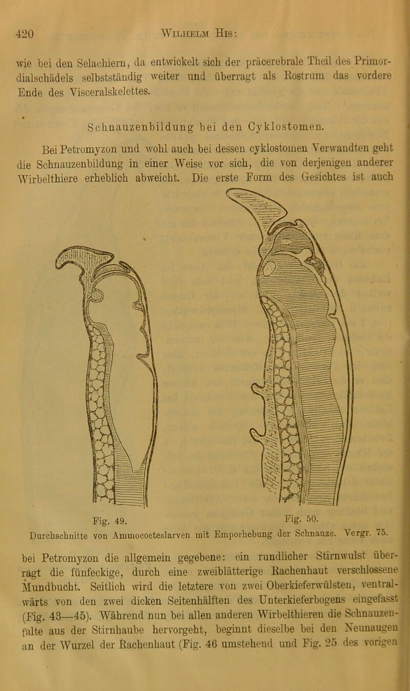 AviG bei den Selaebiern, da entwickelt sich der präcerebrale Theil des Primor- dialschädels selbstständig weiter und überragt als Rostrum das vordere Ende des Visceralskelettes. Schnauzenbildung bei den Cyklostomen. Bei Petromyzon und wohl auch bei dessen cyklostomen Verwandten geht die Schnauzenbildung in einer Weise vor sich, die von derjenigen anderer Wirbelthiere erhebüch abweicht. Die erste Form des Gesichtes ist auch Fig. 49. Durchschnitte von Ammocoeteslarven mit Emporhebung Fig. 50. der Schnauze. Vergr. 75. bei Petromyzon die allgemein gegebene: ein rundlicher Stirnwulst über- ragt die fünfeckige, durch eine zweiblätterige Rachenhaut verschlossene Mundbucht. Seitlich wird die letztere von zwei Oberkieferwülsteu, veutral- Avärts von den ZAvei dicken Seitenhälften des Uuterkieferbogens eingefasst* (Fig. 43—45). Während nun bei allen anderen Wirbelthiereu die Schnauzen-1 falte aus der Stirnhaube hervorgeht, beginnt dieselbe bei den Neunaugen I an der Wurzel der Rachenhaut (Fig. 46 umstehend und Fig. 25 des vorigen f I