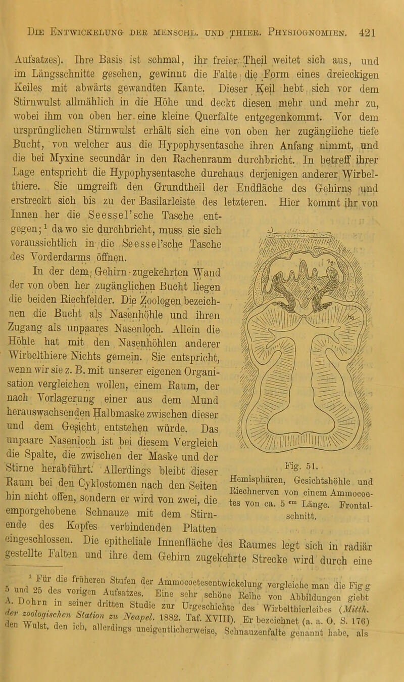 Aiilsatzes). Ihre Basis ist schmal, ihr freier. Theü weitet sich aus, und im Längsschnitte gesehen, gewinnt die Palte > die Form eines dreieckigen Keiles mit abwärts gewandten Kaute. Dieser :^;e^ hebt. sich vor dem Stirnwulst allmählich in die Höhe und deckt diesen mehr und mehr zu, wobei ihm von oben her. eine kleine Querfalte entgegenkommt. Vor dem ursprünglichen Stirnwulst erhält sich eine von oben her zugängliche tiefe Bucht, von welcher aus die Hypophysentasche ihren Anfang nimmt, und die bei Myxiue secundär in den Kachenraum durchbricht. In betreff ihrer Lage entspricht die Hypophysentasche durchaus derjenigen anderer Wirbel- thiere. Sie umgreift den Grundtheil der Endfläche des Gehirns und erstreckt sich bis zu der Basilarleiste des letzteren. Hier kommt ihr von Innen her die Seessel’sche Tasche ent- gegen;i da wo sie durchbricht, muss sie sich voraussichtlich in die Seessel’sche Tasche des Yorderdai’ms öffnen. In der dem; Gehirn-zugekehrten Wand der von oben her zugänglichen Bucht liegen die beiden Eiechfelder. Die jZoologen bezeich- nen die Bucht als Kasenhöhle und ihren Zugang als unpaares Nasenloch. Allein die Höhle hat mit den Nasenhöhlen anderer Wirbelthiere Nichts gemein. Sie entspricht, wenn wir sie z. B. mit unserer eigenen Organi- sation vergleichen wollen, einem Raum, der nach Verlagerung einer aus dem Mund herauswachsenden Halbmaske zwischen dieser und dem Gericht entstehen würde. Das unpaare Nasenloch ist bei diesem Vergleich die Spalte, die zwischen der Maske und der Stirne herabführt: Allerdings bleibt dieser Raum bei den Cyklostomen nach den Seiten hin nicht ofi'en, sondern er wird von zwei, die emporgehobene Schnauze mit dem Stirn- ende des Kopfes verbindenden Platten emgeschlossen. Die epitheliale Innenfläche des Raumes legt sich in radiär gestellte Falten und ihre dem Gehirn zugekehrte Strecke wird durch eine T Stufen der Ammocoetesentwickelung vergleiche man dieFigg 0 und 25 des vongen Aufsatzes. Eine sehr schöne Eeihe von Abbildungen giebf t 1/- 'z T*;- Urgeschichte des Wirbelthierleibes (mth. den Ära / n* 'v bezeichnet (a. a. 0. S. 176) ulst, den ich, allerdings uneigentlicherweise, Schnauzenfalte genannt habe, als Kg. 51. Hemisphären, Gesichtshöhle und Riechnerven von einem Ammocoe- tes von ca. 5 Länge. Prontal- schnitt.