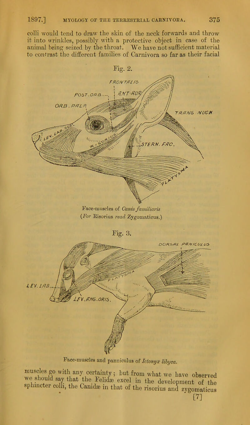 colli would tend to draw the skin of the neck forwards and throw it into wrinkles, possibly with a protective object in case of the animal being seized by the throat. We have not sufficient material to contrast the different families of Carnivora so far as their facial Face-ruuseles of Cajiis familiaris {For Eisorius read Zygomaticus.) Kg. 3. i£V. Face-muscles and panniculus o( Iciont/x lihyca. muscles go with any certainty ; but from what we have observed we should say that the relidm excel in the development of the sphincter colli, the Camdae m that of the risorius and zygomaticus [7]