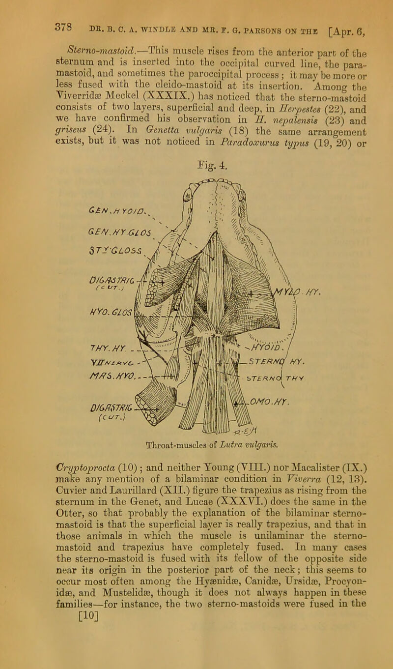 Sterno-mastoicl.—This muscle rises from the anterior part of the sternum and is inserted into the occipital curved line, the para- mastoid, and sometimes the paroccipital process; it may be more or less fused with the cleido-mastoid at its insertion. Among the Viverridm Meckel (XXXIX.) has noticed that the sterno-mastoid consists of two layers, superficial and deep, in Herpestes (22), and we have confirmed his observation in H. nepalensis (^^3) and griseus (24). In Oenetta vulgaris (18) the same arrangement exists, but it was not noticed in Paradoxurus typus (19, 20) or Tig. 4. C£f^ ,JiY0/O.^ GE/^.NY GlOi ?iTE-GLO££ DlG/iSTRlC (C UT.) HYO. GIOS 7HY.NY . YJT/ve.five, M/rs./fro. D/GmRlC. (CUT,) YWHY. OMO.UY. -p.-Y.Ji Throat-muscles of Lutra vulgaris. Cryptoprocta (10) ; and neither Young (YIII.) nor Macalister (IX.) make any mention of a bilaminar condition in Viverra (12, 13), Cuvier and Laurillard (XII.) figure the trapezius as rising from the sternum in the Grenet, and Lucae (XXXVI.) does the same in the Otter, so that probably the explanation of the bilaminar sterno- mastoid is that the superficial layer is really trapezius, and that in those animals in which the muscle is unilaminar the sterno- mastoid and trapezius have completely fused. In many cases the sterno-mastoid is fused with its fellow of the opposite side near it s origin in the posterior part of the neck; this seems to occur most often among the Hy/enidie, Canidae, Ursida?, Procyon- idse, and Mustelidse, though it does not always happen in these families—for instance, the two sterno-mastoids were fused in the [10]