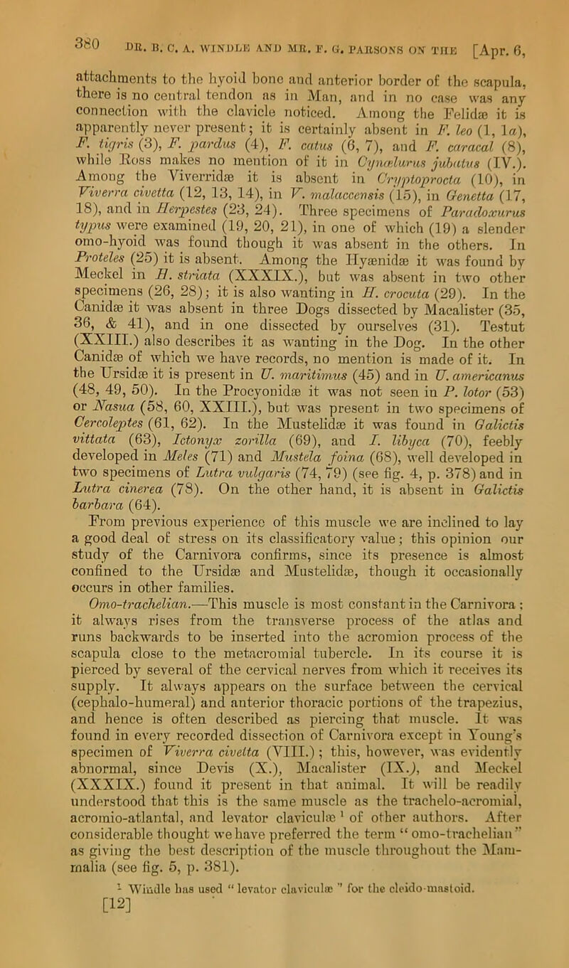 attachments to the hyoid bone and anterior border of the scapula, there is no central tendon as in Man, and in no case was any connection with the clavicle noticed. Among the Felidm it is apparently never present; it is certainly absent in F. leo (1, la), F. iic/ris (3), F. imrclus (4), F. cutiis (6, 7), and F. caracal (8), while Boss makes no mention of it in Cynadums jubatm (IV,), Among the Viverridm it is absent in Cryptoprocta (10), in Viverra civetta (12, 13, 14), in V. malaccemis (15), in Genetta (17, 18), and in Herpestes (23, 24), Three specimens of Paradoxurus typus were examined (19, 20, 21), in one of which (19) a slender omo-hyoid was found though it was absent in the others. In Proteles (25) it is absent. Among the Hyaenidm it was found by Meckel in IJ. striata (XXXIX,), but was absent in two other s^pecimens (26, 28); it is also wanting in H. crocuta (29), In the Canidae it was absent in three Dogs dissected by Macalister (35, 36, & 41), and in one dissected by ourselves (31), Testut (XXIII,) also describes it as Avantiug in the Dog. In the other Canidae of which we have records, no mention is made of it. In the Ursidae it is present in U. maritimus (45) and in U. americanus (48, 49, 50). In the Procyonidae it was not seen in P. lotor (53) or Nasua (58, 60, XXIII.), but was present in two specimens of Cercoleptes (61, 62). In the Mustehdae it was found in Galictis vittata (63), Ictonyx zonlla (69), and I. lihyca (70), feebly developed in Meles (71) and Mustela foina (68), well developed in two specimens of Lutra vulgaris (74, 79) (see fig. 4, p. 378) and in Lutra cinerea (78). On the other hand, it is absent in Galictis harhara (64). From previous experience of this muscle we are inclined to lay a good deal of stress on its classificatory value; this opinion our study of the Carnivora confirms, since its presence is almost confined to the Ursidae and Mustelidae, though it occasionally occurs in other families. Omo-tracTielian.—l[!h.is muscle is most Constantin the Carnivora : it always rises from the transverse process of the atlas and runs backwards to be inserted into the acromion process of the scapula close to the metacromial tubercle. In its course it is pierced by several of the cervical nerves from which it receives its supply. It always appears on the surface between the cervical (cephalo-humeral) and anterior thoracic portions of the trapezius, and hence is often described as piercing that muscle. It was found in every recorded dissection of Carnivora except in Young’s specimen of Viverra civetta (VIII.); this, however, was evidently abnormal, since Devis (X.), Macalister (IX,j, and Meckel (XXXIX.) found it present in that animal. It will be readily understood that this is the same muscle as the trachelo-acromial, acromio-atlantal, and levator clavicuhe * of other authors. After considerable tliought we have preferred the term “ omo-trachelian  as giving the best description of the muscle throughout the Mam- malia (see fig. 5, p. 381). - Wiiiclle has used “ levator clavicula; ’’ for the cleklo-uiastoid. [12]