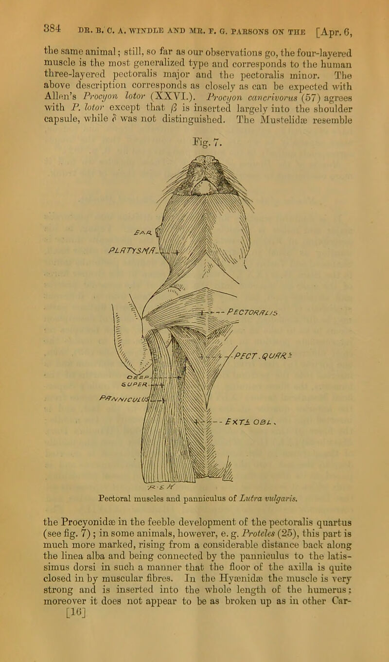 the same animal; still, so far as our observations go, the four-layered muscle is the most generalized type aud corresponds to the human three-layered pectoralis major and the pectoralis minor. The above description corresponds as closely as can be expected with Allen’s Procyon lotor (XXVI.). Procyon cancrivorus (57) agrees with P. lotor except that ft is inserted lai’gely into the shoulder capsule, while ? was not distinguished. The Mustelidaj resemble /« •£ /V Pectoral muscles and panniculus of Lutra vulgaris. the Procyonidm in the feeble development of the pectoralis quartus (see fig. 7) ; in some animals, however, e. g. Proteles (25), this part is much more marked, rising from a considerable distance back along the linea alba and being connected by the panniculus to the latis- simus dorsi in such a manner that the floor of the axilla is quite closed in by muscular fibres. In the Hyajnidso the muscle is very strong and is inserted into the whole length of the humerus; moreover it does not appear to be as broken up as in other Car- [IGJ