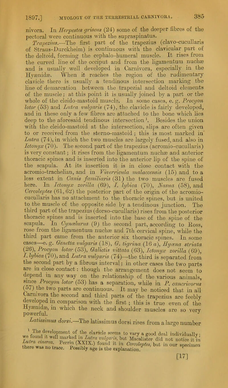 nivor.a. In llerjiestes (jriseus (24) some o£ the deeper fibres of the pectoral were continuous with the supraspinatus. Trapezius.—The first part of the trapezius (clavo-cucullaris of Straus-Durcklieim) is continuous with the clavicular part of the deltoid, forming tlie cephalo-humeral muscle. It rises from the curved line of the occiput and from the ligameutum nuchte and is usually well developed in Caimivora, especially in the Hvfenidse. When it reaches the region of the ruclimentary clavicle there is usually a tendinous intersection marking the line of deinarcatiou between the trapezial and deltoid elements of the muscle; at this point it is usually joined by a part or the whole of the cleido-mastoid muscle. In some cases, e. g. Procyon lotor (53) and Lutra vulyaris (74), the clavicle is fairly developed, aud in these only a few fibres are attached to the bone which lies deep to the aforesaid tendinous intersection h Besides the union with the cleido-mastoid at the intersection, slips are often given to or received from the sterno-mastoid ; this is most marked in' Lutra (74), in which the two muscles are largely fused, and also in Ictony.v (70). The second part of the trapezius (acromio-cucullaris) is very constant; it rises from the ligamentum nuchae and anterior thoracic spines and is inserted into the anterior lip of the spine of the scapula. At its insertion it is in close contact with the acromio-trachelian, and in Viverricula malaccensis (15) and to a less extent in Ganis familiaris (31} the two muscles are fused here. In Ictonyx zorilla (69), /. lybica (70), Nasua (58), and Cercoleptes (61, 62) the posterior part of the origin of the acromio- cucullaris has no attachment to the thoracic spines, but is united to the muscle of the opposite side by a tendinous junction. The third part of the trapezius (dorso-cucullaris) rises from the posterior thoracic spines and is inserted into the base of the spine of the scapula. In Oyncelurus (9) the second part, according to Boss, rose from the ligamentum nuchae and 7th cervical spine, while the third part came from the anterior six thoracic spines. In some cases e. g. Qenetta vulgaris (18), G. tigrina (16 a). Hyaena striata (26), Procyon lotor (53), Oalictis vittata (63), Ictonyx zorilla (69), /. lybica (70), and Lutra vulgaris (74)—the third is separated from the second part by a fibrous interval: in other cases the two parts are iu close contact: though the arrangement does not seem to depend in any way on the relationship of the various animals, a separation, while in P. cancrivorus (p7) the two parts are continuous. It may be noticed that iu all Carnivora the second and third parts of the trapezius are feebly ^veloped m comparison with the first ; this is true even of the Hyiemd®, in which the neck and shoulder muscles ai’e so very powerful. Latissimus dorsi.—The latissimus dorsi rises from a large number seems to vary a good deal individually; Lutra cinpron hut Macalistor did not notice it in found it in Cercoleptes, but in our specimen there was no trace. Possibly ago is the explanation ^ [17]