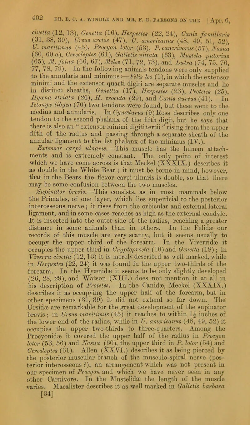 civetta (12, 13), Gcnelta (IG), Ihvpestcs (22, 24), Gani% familkiris (31,38,39), Ursus arctos (47), U, americanus (48, -19, 51, 52), U. marilimus (45), Procijoii loior (53), P.cancrivorus (kik), M\((saa (60, GOrt), Gercoleples (Ql\ Galiclis vittata (03), Mustela jmtorins ^05), M. foina (00, 07), Males (71, 72, 73), and Lutra (74, 75, 70, 77, 78, 79). Ill the following animals tendons were only supplied to the annularis and minimus:—Palis leo (l),inwhieh the extensor minimi and the extensor quarti digiti are separate muscles and lie in distinct sheaths, Genetita (17), Herpestes (23), Protalcs (25), J-fycma striata (20), H. crocuta (29), and Ganis aureus (41). In Ictomjx lihyca (70) two tendons were found, but these went to the medius and annularis. Gyncelui'us describes only one tendon to the second phalanx of the fifth digit, but he says that there is also an “ extensor minimi digiti tertii ” rising from the upper fifth of the radius and passing through a separate sheath of the annular ligament to the 1st phalanx of the minimus (IV.). Extensor carpi ulnaris.—This muscle has the human attach- ments and is extremely constant. The only point of interest which we have come across is that Meckel (XXXIX.) describes it as double in the White Bear ; it must be boime in mind, however, that in the Bears the flexor carpi ulnaris is double, so that there may be some confusion between the two muscles. Supinator brevis.—This consists, as in most mammals below the Pi-imates, of one layer, which lies superficial to the posterior interosseous nerve; it rises from the orbicular and external lateral ligament, and in some cases reaches as high as the external condyle. It is inserted into the outer side of the radius, reaching a greater distance in some animals than in others. In the Belidae our records of this muscle ax’e very scanty, but it seems usually to occupy the upper third of the forearm. In the Aaverridae it occupies the upper third in Gryptoprocta (lO)aud Genetta (18) ; in Viverra civetta (12,13) it is merely described as well marked, while in Herpestes (22, 24) it was found in the u]xper two-thirds of the forearm. In the Hyaenidm it seems to be only slightly developed (26, 28, 29), and Watson (XIII.) does not mention it at all in his description of Proteles. In the Canidse, Meckel (XXXIX.) describes it as occupying the upper half of the forearm, but in other specimens (31, 39) it did not extend so far down. The TJrsidse are remarkable for the great development of the supinator brevis ; in Ursus maritimus (45) it reaches to within 1,| inches of the lower end of the radius, while in U. americanus (48, 49, 52) it occupies the upper two-thirds to thi’ee-quarters. Among the Procyonidm it covered the upper half of the radius in Procyon lotor (53, 50) and Nasua (60), the upper third in P. loior (54) and Gercoleptes (61). Allen (XXVI.) describes it as being pierced by the posterior muscular branch of the musculo-sixiral nerve (pos- terior interosseous ?), an arrangement which was not present in our specimen of Procyon and which we have never seen in any other Carnivore. In the Miistelidffi the length of the muscle varies. Macalister describes if as well marked in Galictis harhara [34]