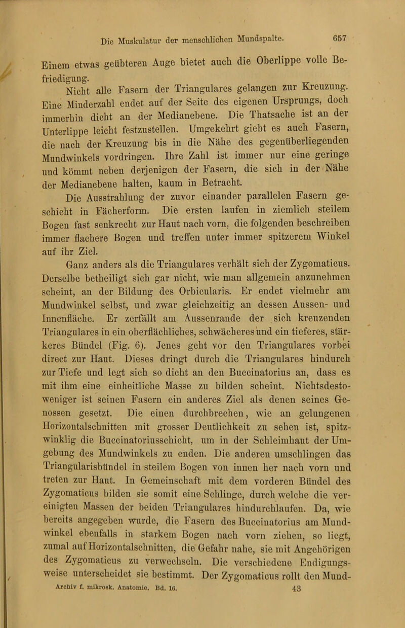 Einem etwas geübteren Auge bietet auch die Oberlippe volle Be- friedigung. Nicht alle Fasern der Trianguläres gelangen zur Kreuzung. Eine Minderzahl endet auf der Seite des eigenen Ursprungs, doch immerhin dicht an der Medianebene. Die Thatsache ist an der Unterlippe leicht festzustellen. Umgekehrt giebt es auch Fasern, die nach der Kreuzung bis in die Nähe des gegenüberliegenden Mundwinkels Vordringen. Ihre Zahl ist immer nur eine geringe und kömmt neben derjenigen der Fasern, die sich in der Nahe der Medianebene halten, kaum in Betracht. Die Ausstrahlung der zuvor einander parallelen Fasern ge- schieht in Fächerform. Die ersten laufen in ziemlich steilem Bogen fast senkrecht zur Haut nach vorn, die folgenden beschreiben immer flachere Bogen und treffen unter immer spitzerem Winkel auf ihr Ziel. Ganz anders als die Trianguläres verhält sich der Zygomaticus. Derselbe betheiligt sich gar nicht, wie man allgemein anzunehmen scheint, an der Bildung des Orbicularis. Er endet vielmehr am Mundwinkel selbst, und zwar gleichzeitig an dessen Aussen- und Innenfläche. Er zerfällt am Aussenrande der sich kreuzenden Trianguläres in ein oberflächliches, schwächeres und ein tieferes, stär- i keres Bündel (Fig. 6). Jenes geht vor den Trianguläres vorbei direct zur Haut. Dieses dringt durch die Trianguläres hindurch zur Tiefe und legt sich so dicht an den Buccinatorius an, dass es mit ihm eine einheitliche Masse zu bilden scheint. Nichtsdesto- weniger ist seinen Fasern ein anderes Ziel als denen seines Ge- nossen gesetzt. Die einen durchbrechen, wie an gelungenen Horizontalschnitten mit grosser Deutlichkeit zu sehen ist, spitz- winklig die Buccinatoriusschicht, um in der Schleimhaut der Um- gebung des Mundwinkels zu enden. Die anderen umschlingen das Triangularisbündel in steilem Bogen von innen her nach vorn und treten zur Haut. In Gemeinschaft mit dem vorderen Bündel des Zygomaticus bilden sie somit eine Schlinge, durch welche die ver- einigten Massen der beiden Trianguläres hindurchlaufen. Da, wie bereits angegeben wurde, die Fasern des Buccinatorius am Mund- winkel ebenfalls in starkem Bogen nach vorn ziehen, so liegt, zumal auf Horizontalschnitten, die Gefahr nahe, sie mit Angehörigen des Zygomaticus zu verwechseln. Die verschiedene Endigungs- weise unterscheidet sie bestimmt. Der Zygomaticus rollt den Mund- Archiv f. mikrosk. Anatomie. Bd. 16. 43