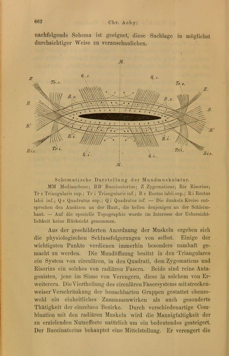 nachfolgende Schema ist geeignet, diese Sachlage in möglichst durchsichtiger Weise zu veranschaulichen. t M. i M, Schematische Darstellung der Mundmuskulatur. MM Medianebene; BB' Buccinatorius; Z Zygomaticus; Ris Risorius; Tr s Triangularis sup.; Tr i Triangularis inf.; R s Rectus labii sup.; Ri Rectus labii inf.; Q s Quadratus sup.; Q i Quadratus inf. — Die dunkeln Kreise ent- sprechen den Ansätzen an der Haut, die hellen denjenigen an der Schleim- haut. — Auf die spezielle Topographie wurde im Interesse der Uebersicht- lichkeit keine Rücksicht genommen. Aus der geschilderten Anordnung der Muskeln ergeben sich die physiologischen Schlussfolgerungen von selbst. Einige der wichtigsten Punkte verdienen immerhin besonders namhaft ge- macht zu werden. Die Mundöffnung besitzt in den 'Trianguläres ein System von circularen, in den Quadrat!, dem Zygomaticus und Risorius ein solches von radiären Fasern. Beide sind reine Anta- gonisten, jene im Sinne von Verengern, diese in solchem von Er- weiterern. Die Viertheilung des circularen Fasersystems mit strecken- weiser Verschränkung der benachbarten Gruppen gestattet ebenso- wohl ein einheitliches Zusammenwirken als auch gesonderte Thätigkeit der einzelnen Bezirke. Durch verschiedenartige Com- bination mit den radiären Muskeln wird die Mannigfaltigkeit der zu erzielenden Nutzeffecte natürlich um ein bedeutendes gesteigert. Der Buccinatorius behauptet eine Mittelstellung. Er verengert die