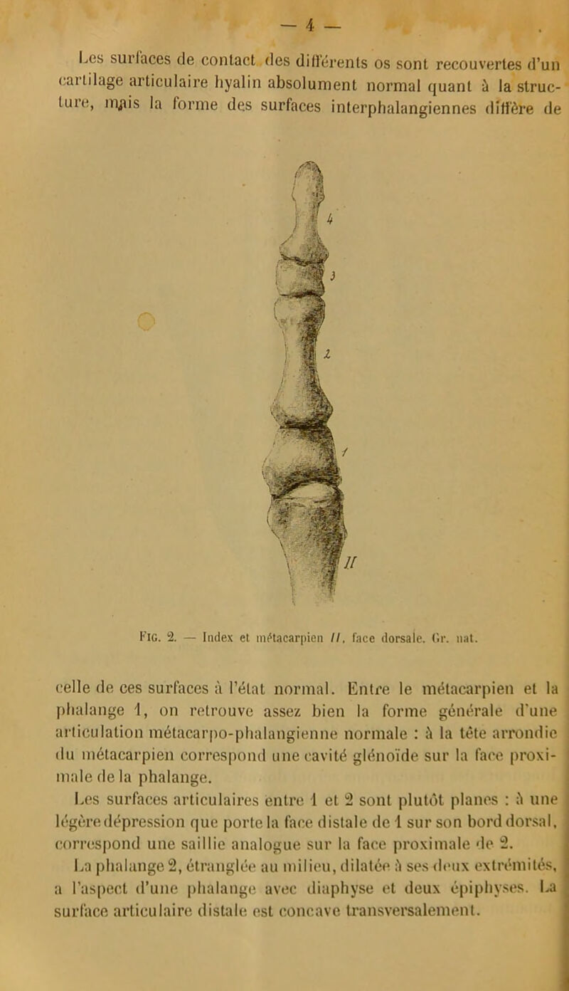 Les surfaces de contact des diflérents os sont recouvertes d’un eariilage articulaire hyalin absolument normal quant à la struc- ture, m^is la forme des surfaces interphalangiennes diffère de Fig. i2. — Index et iiK'tacarpien II, face dorsale. (îr. iiat. celle de ces surfaces à l’état normal. Entre le métacarpien et la phalange 1, on retrouve assez bien la forme générale d'une ai ticulation métacar|)o-phalangienne normale : à la tête arrondie du métacarpien correspond une cavité glénoïde sur la face proxi- male de la phalange. Les surfaces articulaires entre 1 et 2 sont plutôt planes : Ji une légère dépression que porte la face distale de i sur son bord dor.sal, correspond une saillie analogue sur la face proximale de 2. La phalange 2, étranglée au milieu, dilatée è ses deux extrémités, a l’aspect d’une [ihalange avec diaphyse et deux épiphyses. La surface articulaire distale est concave transversalement.