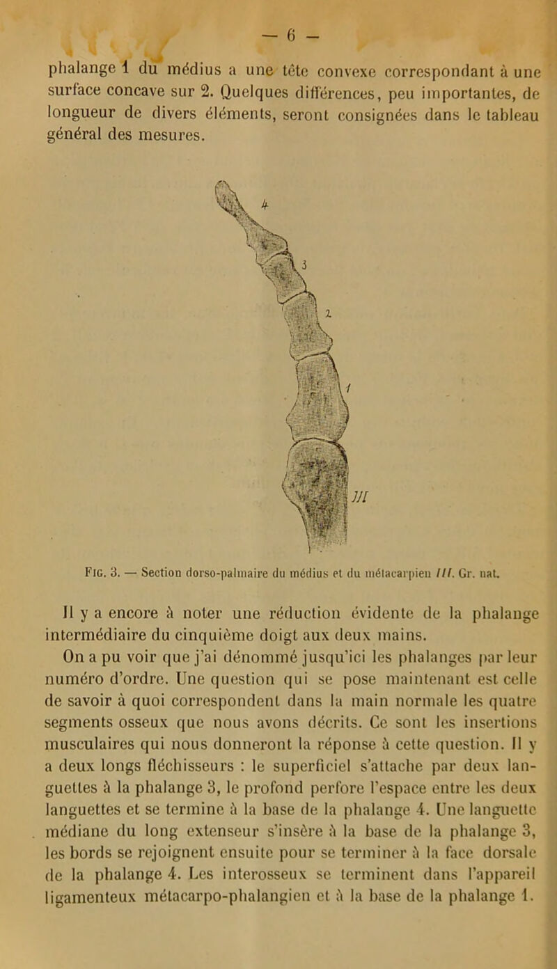 4 ^ L phalange 1 du médius a une tête convexe correspondant à une surface concave sur 2. Quelques différences, peu importantes, de longueur de divers éléments, seront consignées dans le tableau général des mesures. Il y a encore à noter une réduction évidente de la phalange intermédiaire du cinquième doigt aux deux mains. On a pu voir que j’ai dénommé jusqu’ici les phalanges |)ar leur numéro d’ordre. Une question qui se pose maintenant est celle de savoir à quoi correspondent dans la main normale les quatre segments osseux que nous avons décrits. Ce sont les insertions musculaires qui nous donneront la réponse à cette question. Il y a deux longs fléchisseurs : le superficiel s’attache par deux lan- guettes à la phalange 3, le profond perfore l’espace entre les deux languettes et se termine à la base de la phalange 4. Une languette médiane du long extenseur s’insère è la base de la phalange 3, les bords se rejoignent ensuite pour se terminer ù la face dorsale de la phalange 4. Les interosseux se terminent dans l’appareil ligamenteux métacarpo-phalangien et è la base de la phalange 1.