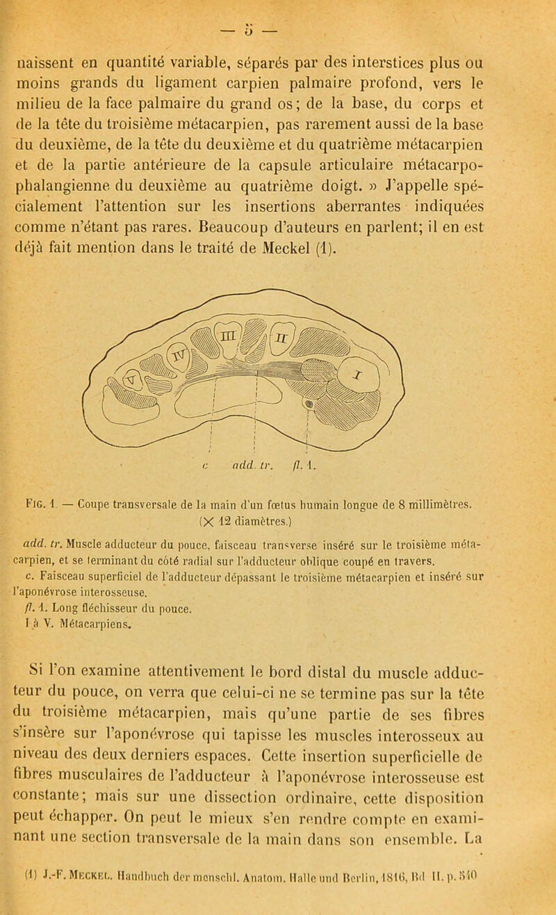 O naissent en quantité variable, séparés par des interstices plus ou moins grands du ligament carpien palmaire profond, vers le milieu de la face palmaire du grand os; de la base, du corps et de la tête du troisième métacarpien, pas rarement aussi de la base du deuxième, de la tête du deuxième et du quatrième métacarpien et de la partie antérieure de la capsule articulaire métacarpo- phalangienne du deuxième au quatrième doigt. » J’appelle spé- cialement l’attention sur les insertions aberrantes indiquées comme n’étant pas rares. Beaucoup d’auteurs en parlent; il en est déjà fait mention dans le traité de Meckel (1). Fig. 1 — Coupe transversale de la main d'un fœtus humain longue de 8 millimètres. (X 12 diamètres.) add. tr. Muscle adducteur du pouce, faisceau tran'verse inséré sur le troisième méta- carpien, et se terminant du côté radial sur l’adducteur oblique coupé en travers. c. Faisceau superficiel de l'adducteur dépassant le troisième métacarpien et inséré sur l’aponévrose interosseuse. p. -1. Long fléchisseur du pouce. 1 à V. Métacarpiens. Si l’on examine attentivement le bord distal du muscle adduc- teur du pouce, on verra que celui-ci ne se termine pas sur la tête du troisième métacarpien, mais qu’une partie de ses fibres s’insère sur l’aponévrose qui tapisse les muscles interosseux au niveau des deux derniers espaces. Cette insertion superficielle de fibres musculaires de l’adducteur à l’aponévrose interosseuse est constante; mais sur une dissection ordinaire, cette disposition peut échapper. On peut le mieux s’en rendre compte en exami- nant une section transversale de la main dans son ensemble. La