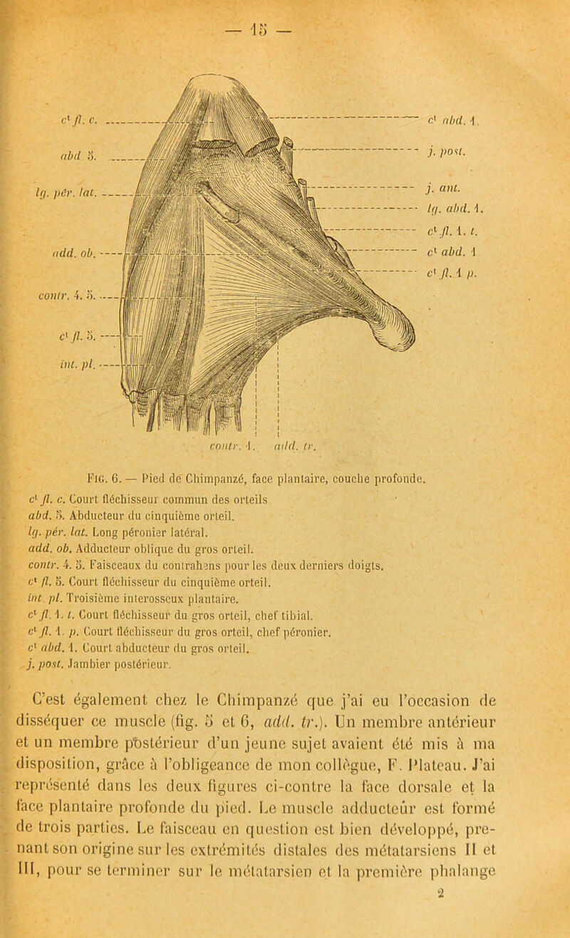 — il) — f Fig. 6. — Pied de Chimpanzé, face plantaire, couche profonde. c* Jl. c. Court fléchisseur commun des orteils abd. 5. Abducteur du cinquième orteil. Ifl- pér. lal. Long péronier latéral. add. ob. Adducteur oblique du gros orteil. conir. 4. S. Faisceaux du eonlrahens pour les deux derniers doigts. c* fi. O. Court fléchisseur du cinquième orteil. Un. pl. Troisième interosseux plantaire. c' Jl.\. i. Court fléchisseur du gros orteil, chef tibial. c'’ Jl. 1. p. Court fléchisseur du gros orteil, chef péronier. c> abd. 1. Court abducteur du gros orteil. j. pont, .lambier |)Ostérieur. C’est également chez le Chimpanzé que j’ai eu l’occasion fie disséquer ce muscle (fig. o et 6, add. tr.). Un membre antérieur et un membre phslérieur d’un jeune sujet avaient été mis à ma , disposition, grâce à l’obligeance de mon collègue, F. Plateau. J’ai représenté dans les deux figures ci-contre la lace dorsale et la face plantaire profonde du pied. Le muscle adducteur est formé de trois parties. Le faisceau en question est bien dévelojipé, pre- nant son origine sur les extrémités distales des métatarsiens 11 et 111, pour se terminer sur le métatarsien et la première phalange n coiitr. I, add. tr. c'Jl. S. UH. pl. C* abd. \. j. pou. Ig. pôr. lal. add. ob. conir. 4. o. j. mil. Ig. abd. i c'- Jl. \. t. c* abd. 1 c' Jl. i p. c' Jl. c.