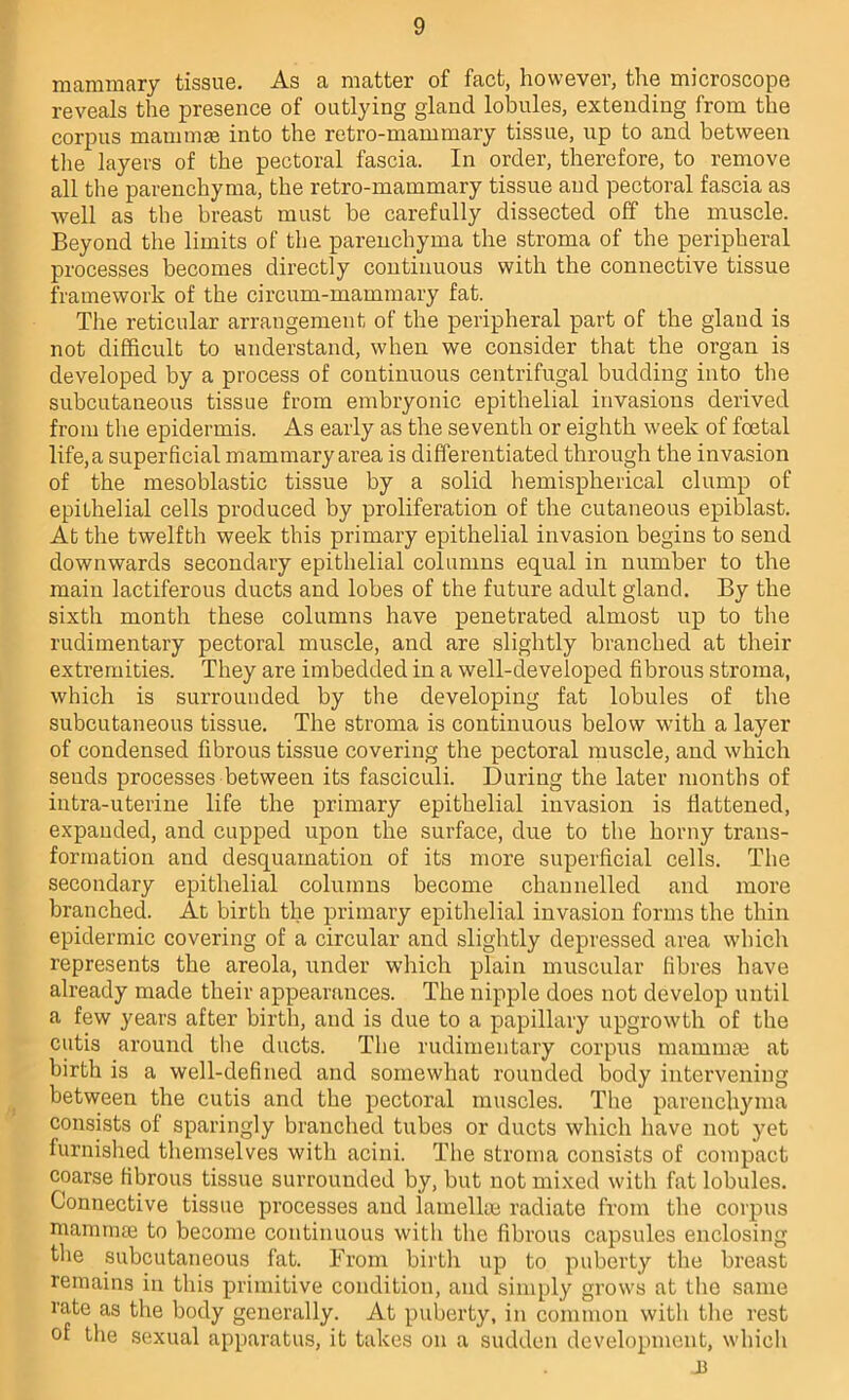 mammary tissue. As a matter of fact, however, the microscope reveals the presence of outlying gland lobules, extending from the corpus mammae into the retro-mammary tissue, up to and between tlie layers of the pectoral fascia. In order, therefore, to remove all the parenchyma, the retro-mammary tissue and pectoral fascia as •well as the breast must be carefully dissected off the muscle. Beyond the limits of the parenchyma the stroma of the peripheral processes becomes directly continuous with the connective tissue framework of the circum-mammary fat. The reticular arrangement of the peripheral part of the gland is not difficult to understand, when we consider that the organ is developed by a process of continuous centrifugal budding into the subcutaneous tissue from embryonic epithelial invasions derived from the epidermis. As early as the seventh or eighth week of foetal life,a superficial mammary area is differentiated through the invasion of the mesoblastic tissue by a solid hemispherical clump of epithelial cells produced by proliferation of the cutaneous epiblast. At the twelfth week this primary epithelial invasion begins to send downwards secondary epithelial columns equal in number to the main lactiferous ducts and lobes of the future adult gland. By the sixth month these columns have penetrated almost up to the rudimentary pectoral muscle, and are slightly branched at their extremities. They are imbedded in a well-developed fibrous stroma, which is surrounded by the developing fat lobules of the subcutaneous tissue. The stroma is continuous below with a layer of condensed fibrous tissue covering the pectoral muscle, and which sends processes between its fasciculi. During the later months of intra-uterine life the primary epithelial invasion is flattened, expanded, and cupped upon the surface, due to the horny trans- formation and desquamation of its more superficial cells. The secondary epithelial columns become channelled and more branched. At birth the primary epithelial invasion forms the thin epidermic covering of a circular and slightly depressed area which represents the areola, under which plain muscular fibres have already made their appearances. The nipple does not develop until a few years after birth, and is due to a papillary upgrowth of the cutis around the ducts. The rudimentary corpus mammm at birth is a well-defined and somewhat rounded body intervening between the cutis and the pectoral muscles. The parenchyma consists of sparingly branched tubes or ducts which have not yet furnished themselves with acini. The stroma consists of compact coarse fibrous tissue surrounded by, but not mixed with fat lobules. Connective tissue processes and lamellm radiate from the corpus mammae to become continuous with the fibrous capsules enclosing the subcutaneous fat. From birth up to puberty the breast remains in this primitive condition, and simply grows at the same rate as the body generally. At puberty, in common with the rest of the sexual apparatus, it takes on a sudden development, which