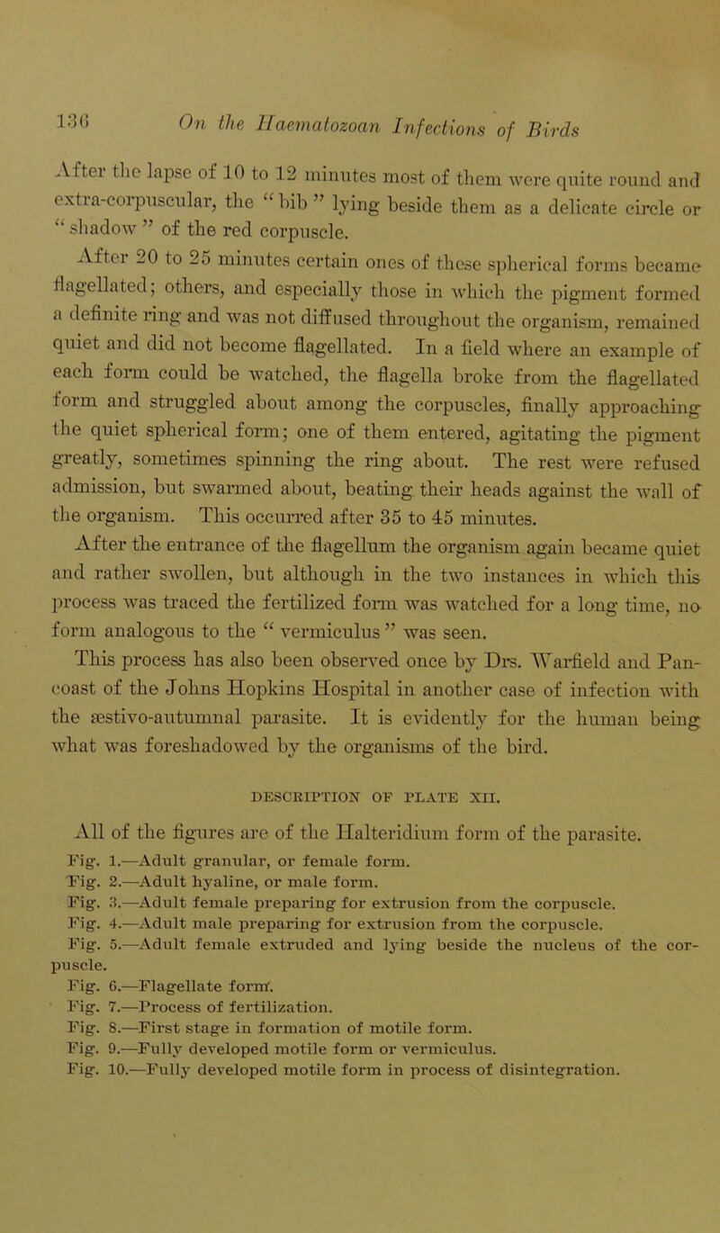After the lapse of 10 to 12 minutes most of them were quite round and oxtia-eoipuscular, the “ bib ” lying beside them as a delicate circle or “ shadow ” of the red corpuscle. Aftei 20 to 25 minutes certain ones of these spherical forms became flagellated, others, and especially those in which the pigment formed a definite ling and was not diffused throughout the organism, remained quiet and did not become flagellated. In a field where an example of each form, could be watched, the flagella broke from the flagellated form and struggled about among the corpuscles, finally approaching the quiet spherical form; one of them entered, agitating the pigment greatly, sometimes spinning the ring about. The rest were refused admission, but swarmed about, beating their heads against the wall of the organism. This occurred after 35 to 45 minutes. After the entrance of the flagellum the organism again became quiet and rather swollen, but although in the two instances in which this process was traced the fertilized form was watched for a long time, no- form analogous to the “ vermiculus ” was seen. This process has also been observed once by Drs. Warfield and Pan- coast of the Johns Hopkins Hospital in another case of infection with the sestivo-autumnal parasite. It is evidently for the human being what was foreshadowed by the organisms of the bird. DESCRIPTION OF PLATE XII. All of the figures are of the Halteridium form of the parasite. Fig. 1.—Adult granular, or female form. Fig. 2.—Adult hyaline, or male form. Fig. 3.—Adult female preparing for extrusion from the corpuscle. Fig. 4.—Adult male preparing for extrusion from the corpuscle. Fig. 5.—Adult female extruded and lying beside the nucleus of the cor- puscle. Fig. 6.—Flagellate formT. Fig. 7.—Process of fertilization. Fig. 8.—First stage in formation of motile form. Fig. 9.—Fully developed motile form or vermiculus. Fig. 10.—Fully developed motile form in process of disintegration.