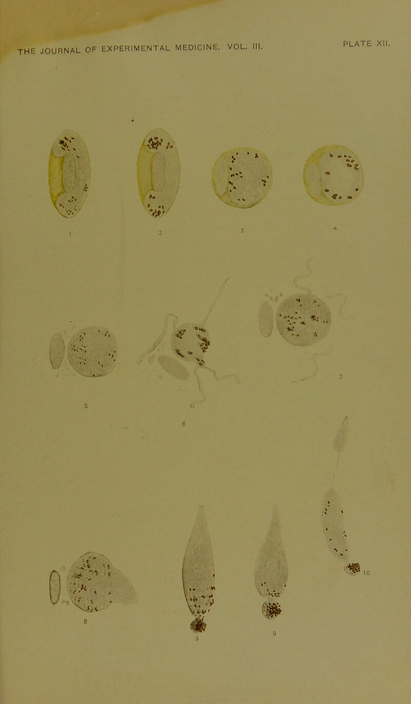 the journal of experimental MEDICINE. VOL. III. 1 ► • » Kb ^ tb 4* 4 5 b 10 9