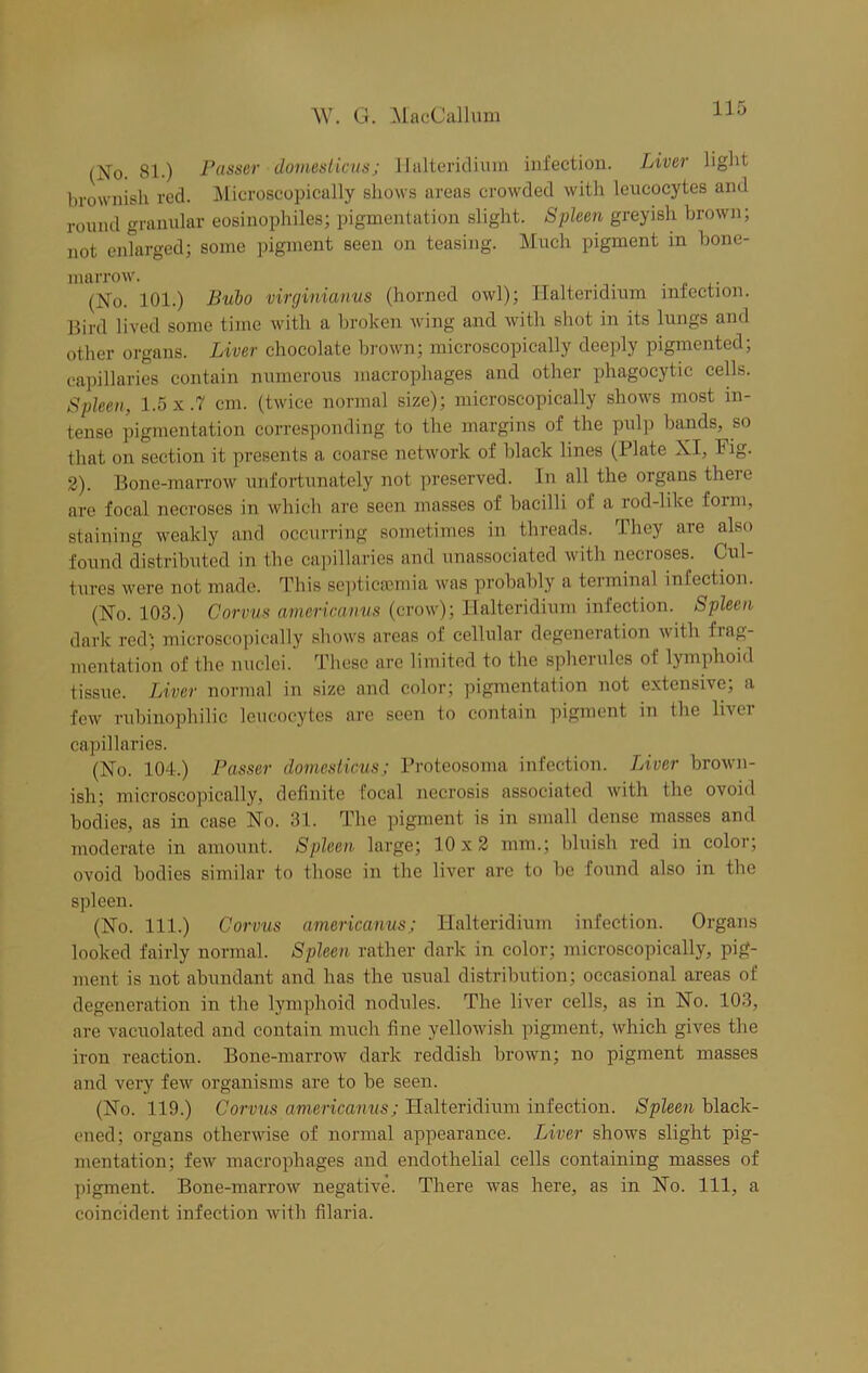 (No. 81.) Passer domesticus; Ilalteridium infection. Liver light brownish red. Microscopically shows areas crowded with leucocytes and round granular eosinophiles; pigmentation slight. Spleen greyish brown; not enlarged; some pigment seen on teasing. Much pigment in bone- marrow. (No. 101.) Bubo virginianus (horned owl); Ilalteridmm infection. Bird lived sonic time with a broken wing and with shot in its lungs and other organs. Liver chocolate brown; microscopically deeply pigmented; capillaries contain numerous macrophages and other phagocytic cells. Spleen, 1.5 x .7 cm. (twice normal size); microscopically shows most in- tense pigmentation corresponding to the margins of the pulp bands, so that on section it presents a coarse network of black lines (Plate XI, Big. 2). Bone-marrow unfortunately not preserved. In all the organs there are focal necroses in which are seen masses of bacilli of a rod-like form, staining weakly and occurring sometimes in threads. They are also found distributed in the capillaries and unassociated with necroses. Cul- tures were not made. This septicaemia was probably a terminal infection. (No. 103.) Corvus americanus (crow); Ilalteridium infection. Spleen dark red; microscopically shows areas of cellular degeneration with fiag- mentation of the nuclei. These are limited to the spherules of lymphoid tissue. Liver normal in size and color; pigmentation not extensive, a few rubinophilic leucocytes are seen to contain pigment in the liver capillaries. (No. 104.) Passer domesticus; Proteosoma infection. Liver brown- ish; microscopically, definite focal necrosis associated with the ovoid bodies, as in case No. 31. The pigment is in small dense masses and moderate in amount. Spleen large; 10x2 mm.; bluish red in color; ovoid bodies similar to those in the liver are to be found also in the spleen. (No. 111.) Corvus americanus; Ilalteridium infection. Organs looked fairly normal. Spleen rather dark in color; microscopically, pig- ment is not abundant and has the usual distribution; occasional areas of degeneration in the lymphoid nodules. The liver cells, as in No. 103, are vacuolated and contain much fine yellowish pigment, which gives the iron reaction. Bone-marrow dark reddish brown; no pigment masses and very few organisms are to be seen. (No. 119.) Corvus americanus; Ilalteridium infection. Spleen black- ened; organs otherwise of normal appearance. Liver shows slight pig- mentation; few macrophages and endothelial cells containing masses of pigment. Bone-marrow negative. There was here, as in No. Ill, a coincident infection with filaria.