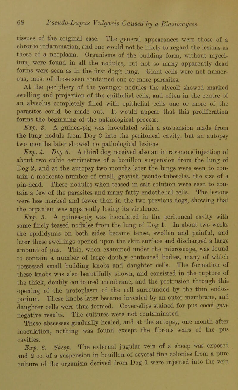 tissues of the original case. The general appearances were those of a chronic inflammation, and one would not be likely to regard the lesions as those of a neoplasm. Organisms of the budding form, without mycel- ium, were found in all the nodules, hut not so many apparently dead forms were seen as in the first dog’s lung. Giant cells were not numer- ous; most of those seen contained one or more parasites. At the periphery of the younger nodules the alveoli showed marked swelling and projection of the epithelial cells, and often in the centre of an alveolus completely filled with epithelial cells one or more of the parasites could be made out. It would appear that this proliferation forms the beginning of the pathological process. Exp. 8. A guinea-pig was inoculated with a suspension made from the lung nodule from Dog 2 into the peritoneal cavity, hut an autopsy two months later showed no pathological lesions. Exp. Jf.. Dog 8. A third dog received also an intravenous injection of about two cubic centimetres of a bouillon suspension from the lung of Dog 2, and at the autopsy two months later the lungs were seen to con- tain a moderate number of small, grayish pseudo-tubercles, the size of a pin-head. These nodules when teased in salt solution were seen to con- tain a few of the parasites and many fatty endothelial cells. The lesions were less marked and fewer than in the two previous dogs, showing that the organism was apparently losing its virulence. Exp. 5. A guinea-pig was inoculated in the peritoneal cavity with some finely teased nodules from the lung of Dog 1. In about two weeks the epididymis on both sides became tense, swollen and painful, and later these swellings opened upon the skin surface and discharged a large amount of pus. This, when examined under the microscope, was found to contain a number of large doubly contoured bodies, many of which possessed small budding knobs and daughter cells. The formation of these knobs was also beautifully shown, and consisted in the rupture of the thick, doubly contoured membrane, and the protrusion through this opening of the protoplasm of the cell surrounded by the thin endos- porium. These knobs later became invested by an outer membrane, and daughter cells were thus formed. Cover-slips stained for pus cocci gave negative results. The cultures were not contaminated. These abscesses gradually healed, and at the autopsy, one month after inoculation, nothing was found except the fibrous scars of the pus cavities. Exp. 6. Sheep. The external jugular vein of a sheep was exposed and 2 cc. of a suspension in bouillon of several fine colonies from a pure culture of the organism derived from Dog 1 were injected into the vein