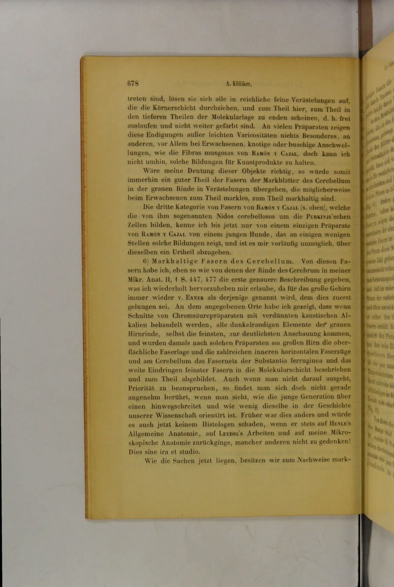 —- treten sind, lösen sie sich alle in reichliche feine Verästelungen auf, die die Körnerschicht durchziehen, und zum Theil hier, zum Theil in den tieferen Theilen der Molekularlage zu enden scheinen, d. h. frei auslaufen und nicht weiter gefärbt sind. An vielen Präparaten zeigen diese Endigungen außer leichten Varicositüten nichts Besonderes, an anderen, vor Allem bei Erwachsenen, knotige oder buschige Anschwel- lungen, wie die Fibras musgosas von Ramön y Cajal, doch kann ich nicht umhin, solche Bildungen für Kunstprodukte zu halten. Wäre meine Deutung dieser Objekte richtig, so würde somit immerhin ein guter Theil der Fasern der Markblätter des Cerebellum in der grauen Rinde in Verästelungen übergehen, die möglicherweise beim Erwachsenen zum Theil marklös, zum Theil markhaltig sind. Die dritte Kategorie von Fasern von Ramön y Cajal (s. oben), welche die von ihm sogenannten Nidos cerebellosos um die PtRKiNJE’schen Zellen bilden, kenne ich bis jetzt nur von einem einzigen Präparate von Ramön y Cajal von einem jungen Hunde, das an einigen wenigen Stellen solche Bildungen zeigt, lind ist es mir vorläufig unmöglich, über dieselben ein Urtheil abzugeben. 6) Markhaltige Fasern des Cerebellum. Von diesen Fa- sern habe ich, eben so wie von denen der Rinde desCerebrum in meiner Mikr. Anat. II, 1 S. 447, 477 die erste genauere Beschreibung gegeben, was ich wiederholt hervorzuheben mir erlaube, da für das große Gehirn immer wieder v. Exner als derjenige genannt wird, dem dies zuerst gelungen sei. An dem angegebenen Orte habe ich gezeigt, dass wenn Schnitte von Chromsäurepräparaten mit verdünnten kaustischen Al- kalien behandelt werden, alle dunkelrandigen Elemente der* grauen Hirnrinde, selbst die feinsten, zur deutlichsten Anschauung kommen, und wurden damals nach solchen Präparaten am großen Hirn die ober- flächliche Faserlage und die zahlreichen inneren horizontalen Faserzüge und am Cerebellum das Fasernetz der Substantia ferruginea und das weite Eindringen feinster Fasern in die Molekularschicht beschrieben und zum Theil abgebildet. Auch wenn man nicht darauf ausgeht, Priorität zu beanspruchen, so findet man sich doch nicht gerade angenehm berührt, wenn man sieht, wie die junge Generation über einen hinwegschreitet und wie wenig dieselbe in der Geschichte unserer Wissenschaft orientirt ist. Früher war dies anders und würde es auch jetzt keinem flistologen schaden, wenn er stets auf Henle's Allgemeine Anatomie, auf Leydig’s Arbeiten und auf meine Mikro- skopische Anatomie zurückginge, mancher anderen nicht zu gedenken! Dies sine ira et Studio. Wie die Sachen jetzt liegen, besitzen wir zum Nachweise mark- P die tocro W, dere,n* jprlitk Fasern an1 ß*' t Kn* fc# der..u„(ie fSS n nd1 ml)'1 : J*m hi' pKhFortsetniDgend sti, Ül teißier Neins der mtlarli ist sicher, dass d Fasern enthüll, dii lieh den Flein |H dass seine Eli fasern (liier f. S® m mitten feil Gestalt seil,, *oc l'lndi «nie, '«alt in