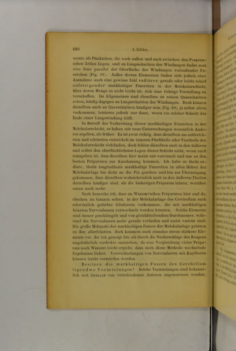 inente als Pünktchen, die nach außen und auch zwischen den Plrkinje- schen Zellen liegen, und an Längsschnitten der Windungen findet man eine Zone parallel der Oberfläche der Windungen verlaufender Fä- serchen (Fig. 19). Außer diesen Elementen finden sich jedoch ohne Ausnahme auch eine gewisse Zahl radiärer, gerade oder leicht schief aufsteigender markhalliger Fäserchen in der Molekularschicht, über deren Menge es nicht leicht ist, sich eine richtige Vorstellung zu verschaffen. Im Allgemeinen sind dieselben an reinen Querschnitten selten, häufig dagegen an Längsschnitten der Windungen. Doch können dieselben auch an Querschnitten häufiger sein (Fig. 20), ja selbst allein Vorkommen, letzteres jedoch nur dann, wenn ein solcher Schnitt das Ende einer Längswindung trifft. In Betreff der Verbreitung dieser markhaltigen Fäserchen in der Molekularschicht, so haben mir neue Untersuchungen wesentlich Ande- res ergeben, als früher. Es ist zwar richtig, dass dieselben am zahlreich- sten und schönsten entwickelt im inneren Fünftheile oder Viertheile der Molekularschicht sich finden, doch fehlen dieselben auch in den äußeren und selbst den oberflächlichsten Lagen dieser Schicht nicht, wenn auch zuzugeben ist, dass dieselben hier meist nur vereinzelt und nur an den besten Präparaten zur Anschauung kommen. Ich habe so theils ra- diäre, theils longitudinale markhaltige Fäserchen in allen Höhen der Molekularlage bis dicht an die Pia gesehen und bin zur Überzeugung gekommen, dass dieselben wahrscheinlich auch in den äußeren Theilen derselben häufiger sind, als die bisherigen Präparate lehren, worüber unten noch mehr. Noch bemerke ich, dass an WEiGER-r’schen Präparaten hier und da, obschon im Ganzen selten, in der Molekularlage des Cerebellum auch schwärzlich gefärbte Gliafasern Vorkommen, die mit markhaltigen feinsten Nervenfasern verwechselt werden könnten. Solche Elemente sind immer geschlängelt und von gleichbleibendem Durchmesser, wäh- rend die Nervenfasern mehr gerade verlaufen und meist varicös sind. Die große Mehrzahl der markhaltigen Fasern der Molekularlage gehören zu den allerfeinslen, doch kommen auch einzelne etwas stärkere Ele- mente vor, die ich geneigt bin als durch die Niederschläge des Reagens ungebührlich verdickte anzusehen, da eine Vergleichung vieler Präpa- rate nach Weigert leicht ergiebt, dass auch diese Methode wechselnde Ergebnisse liefert. Verwechselungen von Nervenfasern mit Kapillaren können leicht vermieden werden. Besitzen die markhaltigen Fasern des Cerebellum irgendwo Verästelungen? Solche Verästelungen sind bekannt- lich seil Gerlach von verschiedenen Autoren angenommen worden. i#”' «i *V”'s Iß ■ jjnftl- ' . ji so* ■nl** »IcW0 Onie: '|B° W0* «< « » *•**!* n*n»Be«The,lu i solt-’ 1 lUSüM j R.uos' luos v Ci wo V'1