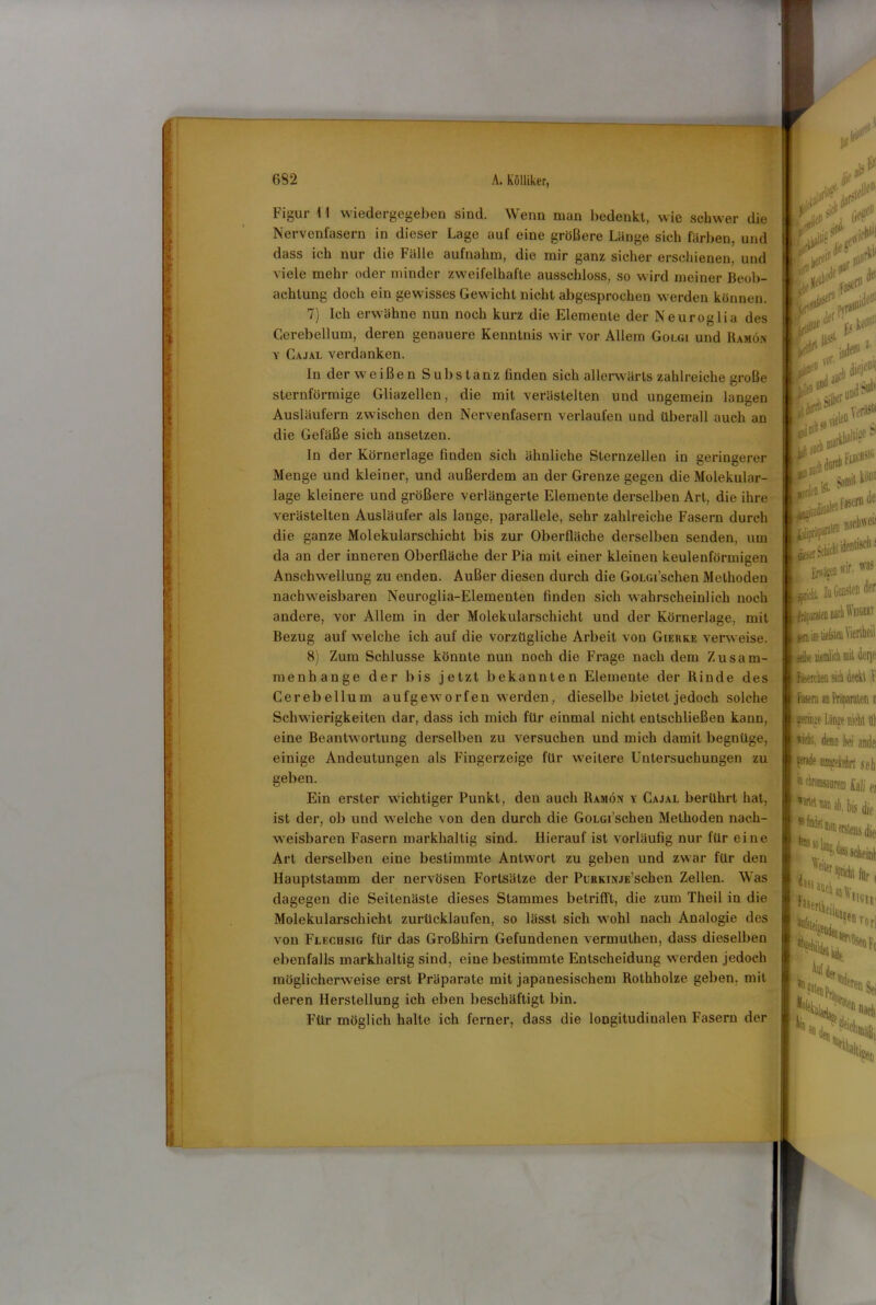  . 682 A. Kölliker, Figur 41 wiedergegeben sind. Wenn man bedenkt, wie schwer die Nervenfasern in dieser Lage auf eine größere Länge sich färben, und dass ich nur die Fälle aufnahm, die mir ganz sicher erschienen, und viele mehr oder minder zweifelhafte ausschloss, so wird meiner Beob- achtung doch ein gewisses Gewicht nicht abgesprochen werden können. 7) Ich erwähne nun noch kurz die Elemente der Neuroglia des Gerebellum, deren genauere Kenntnis wir vor Allem Golgi und Ramök y Cajal verdanken. In der weißen Subs tanz finden sich allerwärts zahlreiche große sternförmige Gliazellen, die mit verästelten und ungemein langen Ausläufern zwischen den Nervenfasern verlaufen und überall auch an die Gefäße sich ansetzen. In der Körnerlage finden sich ähnliche Sternzellen in geringerer Menge und kleiner, und außerdem an der Grenze gegen die Molekular- lage kleinere und größere verlängerte Elemente derselben Art, die ihre verästelten Ausläufer als lange, parallele, sehr zahlreiche Fasern durch die ganze Molekularschicht bis zur Oberfläche derselben senden, um da an der inneren Oberfläche der Pia mit einer kleinen keulenförmigen Anschwellung zu enden. Außer diesen durch die GoLGi’schen Methoden nachweisbaren Neuroglia-Elementen finden sich wahrscheinlich noch andere, vor Allem in der Molekularschicht und der Körnerlage, mit Bezug auf welche ich auf die vorzügliche Arbeit von Gierke verweise. 8) Zum Schlüsse könnte nun noch die Frage nach dem Zusam- menhänge der bis jetzt bekannten Elemente der Rinde des Cerebellum aufgeworfen werden, dieselbe bietet jedoch solche Schwierigkeiten dar, dass ich mich für einmal nicht entschließen kann, eine Beantwortung derselben zu versuchen und mich damit begnüge, einige Andeutungen als Fingerzeige für weitere Untersuchungen zu geben. Ein erster wichtiger Punkt, den auch Ramön y Cajal berührt hat, ist der, ob und welche von den durch die GoLGi’schen Methoden nach- weisbaren Fasern markhallig sind. Hierauf ist vorläufig nur für eine Art derselben eine bestimmte Antwort zu geben und zwar für den Hauptstamm der nervösen Fortsätze der PiRKiNJE’schen Zellen. Was dagegen die Seitenäste dieses Stammes betrifft, die zum Theil in die Molekularschicht zurücklaufen, so lässt sich wohl nach Analogie des von Flechsig für das Großhirn Gefundenen vermuthen, dass dieselben ebenfalls markhaltig sind, eine bestimmte Entscheidung werden jedoch möglicherweise erst Präparate mit japanesischem Rothholze geben, mit deren Herstellung ich eben beschäftigt bin. Für möglich halte ich ferner, dass die longitudinalen Fasern der l ' jjc® J i irjt* rei^Vlj Ltjtie V; koiu * Jieje« am rin «a** «9 auch1 j' paraift laSckickl^1 i wir. , . EP'»1 Zu Gunsten dcf II. ^ «ra im heßteu Viertheil jefre liemlich mit derjo Fiserchen sich deckt f I Fasern an ! I denn ki ande |j fwde weMrt seh Iij ehromsanrem tali ei ! ^ ^ ab. bis die ''fiter au, dass ,rWl für, a»ch a« n- ^ der y NC**» 'S*'