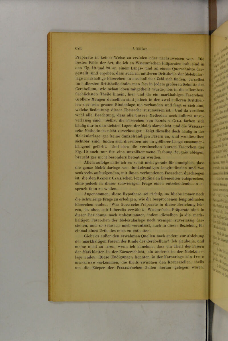 ■ 4 > ft i r. I 11 11 ■ i jp k Ü 684 A. Kölliker, Präparate in keiner Weise zu erzielen oder nachzuweisen war. Die besten Fälle der Art, die ich an WEiGEUT’schon Präparaten sah, sind in den Fig. 19 und 20 an einem Längs- und an einem Querschnitte dar- gestellt, und ergeben, dass auch im mittleren Dritttheile der Molekular- lage markhaltige Fäserchen in ansehnlicher Zahl sich finden. Ja selbst im äußersten Dritttheile findet man fast in jedem größeren Schnitte des Cerebellum, wie schon oben mitgetheilt wurde, bis in die allerober- flächlichsten Theile hinein, hier und da ein markhaltiges Fäserchen. Größere Mengen derselben sind jedoch in den zwei äußeren Driltthei- len der rein grauen Rindenlage nie vorhanden und fragt es sich nun, welche Bedeutung dieser Thatsache zuzumessen ist. Und da verdient wohl alle Beachtung, dass alle unsere Methoden noch äußerst unzu- verlässig sind. Selbst die Fäserchen von Ramön v Cajal färben sich häufig nur in den tiefsten Lagen der Molekularschicht, und die Weigert- sche Methode ist nicht zuverlässiger. Zeigt dieselbe doch häufig in der Molekularlage gar keine dunkelrandigen Fasern an, und wo dieselben sichtbar sind, finden sich dieselben nie in größerer Länge zusammen- hängend gefärbt. Und dass die vereinzelten kurzen Fäserchen der Fig. 19 auch nur für eine unvollkommene Färbung Zeugnis ablegen, braucht gar nicht besonders betont zu werden. Allem zufolge halte ich es somit nicht gerade für unmöglich, dass die ganze Molekularlage von dunkelrandigen longitudinalen und von senkrecht aufsteigenden, mit ihnen verbundenen Fäserchen durchzogen ist, die den Ramön y CAJAL’schen longitudinalen Elementen entsprechen, ohne jedoch in dieser schwierigen Frage einen entscheidenden Aus- spruch thun zu wollen. Angenommen, diese Hypothese sei richtig, so bliebe immer noch die schwierige Frage zu erledigen, wie die besprochenen longitudinalen Fäserchen enden. Was GoLGi’sche Präparate in dieser Beziehung leh- ren, ist oben sub 1 bereits erwähnt. WEiGEur’sche Präparate sind in dieser Beziehung noch unbestimmter, indem dieselben ja die mark- haltigen Fäserchen der Molekularlage noch weniger zuverlässig dar- stellen, und so sehe ich mich veranlasst, auch in dieser Beziehung für einmal eines Urtheiles mich zu enthalten. Giebt es außer den erwähnten Quellen noch andere zur Ableitung der markhaltigen Fasern der Rinde des Cerebellum? Ich glaube ja, und meine nicht zu irren, wenn ich annehme, dass ein Theil der Fasern der Markblätter in der Körnerschicht, ein anderer in der Molekular- lage endet. Diese Endigungen könnten iu der Körnerlage als freie marklose Vorkommen, die theils zwischen den Körnerzellen, Iheils um die Körper der PuRKiNJE’schen Zellen herum gelegen wären. r yrvf 1 Pv ?V’ W , ipü ^jecfoep uii uad mit an Kali- und an II issia weoü dif I wdre 4ie, dass eiu I dieser leih 1U1 Alle frei und | meiner Heime i meine anzusehen Hs centrifuca Wellen sind 11 Wonsife von Zu( Stande der Din der iL £Ni s'S i I ') D|p '*S V