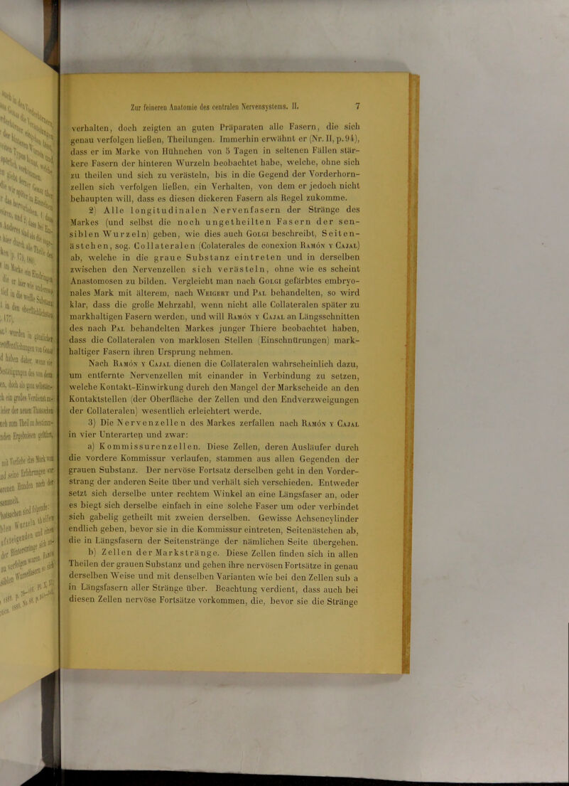 N, Ni % i Nt* . ',|%|h d«r L: 'S Ntvei)V,S 1*S> 'las h, sP3ter n!,N ;s«2js 1 'H* ^ ein pi „j ■ <lie er ,■ #.BSi ii.nL '*< i :*s*% Wftollidnui n enn sie cn. .'h eio großes Verdienst iu- ieler der neuen Tbalsncbefl lieb zum Mm bestimm- nden Krgebni^en seführt, verhalten, doch zeigten an guten Präparaten alle Fasern, die sich genau verfolgen ließen, Theilungen. Immerhin erwähnt er (Nr. II, p. 94), dass er im Marke von Hühnchen von 5 Tagen in seltenen Fällen stär- kere Fasern der hinteren Wurzeln beobachtet habe, welche, ohne sich zu theilen und sich zu verästeln, bis in die Gegend der Vorderhorn- zellen sich verfolgen ließen, ein Verhalten, von dem er jedoch nicht behaupten will, dass es diesen dickeren Fasern als Regel zukomme. 2) Alle longitudinalen Nervenfasern der Stränge des Markes (und selbst die noch ungetheilten Fasern der sen- siblen Wurzeln) geben, wie dies auch Golgi beschreibt, Seiten- ästchen, sog. Collateralen (Colaterales de conexion Ramön y Cajal) ab, welche in die graue Substanz eintreten und in derselben zwischen den Nervenzellen sich verästeln, ohne wie es scheint Anastomosen zu bilden. Vergleicht man nach Golgi gefärbtes embryo- nales Mark mit älterem, nach Weigert und Pal behandelten, so wird klar, dass die große Mehrzahl, wenn nicht alle CollaLeralen später zu markhaltigen Fasern werden, und will Ramön y Cajal an Längsschnitten des nach Pal behandelten Markes junger Thiere beobachtet haben, dass die Collateralen von marklosen Stellen (Einschnürungen) mark- haltiger Fasern ihren Ursprung nehmen. Nach Ramön y Cajal dienen die Collateralen wahrscheinlich dazu, um entfernte Nervenzellen mit einander in Verbindung zu setzen, welche Kontakt-Einwirkung durch den Mangel der Markscheide an den Kontaktstellen (der Oberfläche der Zellen und den Endverzweigungen der Collateralen) wesentlich erleichtert werde. 3) Die Nervenzellen des Markes zerfallen nach Ramön y Cajal in vier Unterarten und zwar: a) Kommissurenzellen. Diese Zellen, deren Ausläufer durch die vordere Kommissur verlaufen, stammen aus allen Gegenden der grauen Substanz. Der nervöse Fortsatz derselben geht in den Vorder- strang der anderen Seite über und verhält sich verschieden. Entweder setzt sich derselbe unter rechtem Winkel an eine Längsfaser an, oder es biegt sich derselbe einfach in eine solche Faser um oder verbindet sich gabelig getheilt mit zweien derselben. Gewisse Achsencylinder endlich geben, bevor sie in die Kommissur eintreten, Seitenästchen ab, die in Längsfasern der Seitenstränge der nämlichen Seite übergehen. b) Zellen der Markstränge. Diese Zellen finden sich in allen Theilen der grauen Substanz und gehen ihre nervösen Fortsätze in genau derselben Weise und mit denselben Varianten wie bei den Zellen sub a in Längsfasern aller Stränge über. Beachtung verdient, dass auch bei diesen Zellen nervöse Fortsätze Vorkommen, die, bevor sie die Stränge