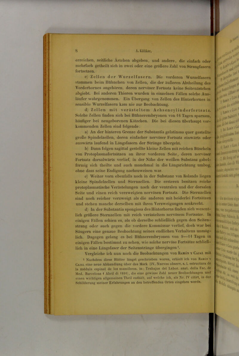 erreichen, seitliche Ästchen abgeben, und andere, die einfach oder mehrfach getheilt sich in zwei oder eine größere Zahl von Strangfasern fortsetzen. c) Zellen der Wurzelfasern. Die vorderen Wurzelfasern stammen beim Hühnchen von Zellen, die der äußeren Abtheilung des Vorderhornes angehören, deren nervöser Fortsatz keine Seitenästchen abgiebt. Bei anderen Thieren wurden in einzelnen Fällen solche Aus- läufer wahrgenommen. Ein Übergang von Zellen des llinterhornes in sensible Wurzelfasern kam nie zur Beobachtung. d) Zellen mit verästeltem Achsencylinderfortsatz. Solche Zellen finden sich bei Hühnerembryonen von 16 Tagen sparsam, häufiger bei neugeborenen Kätzchen. Die bei diesen überhaupt vor- kommenden Zellen sind folgende: a) An der hinteren Grenze der Substantia gelatinosa quer gestellte große Spindelzellen, deren einfacher nervöser Fortsatz einwärts oder auswärts laufend in Längsfasern der Stränge übergeht. b) Dann folgen sagittal gestellte kleine Zellen mit reichen Büscheln von Protoplasmaforlsätzen an ihrer vorderen Seite, deren nervöser Fortsatz dorsalwärts verlief, in der Nähe der weißen Substanz gabel- förmig sich theilte und auch manchmal in die Längsrichtung umbog, ohne dass seine Endigung nachzuweisen war. c) Weiter vorn ebenfalls noch in der Substanz von Rolando liegen kleine Spindelzellen und Sternzellen. Die ersteren besitzen reiche protoplasmatische Verästelungen nach der ventralen und der dorsalen Seite und einen reich verzweigten nervösen Fortsatz. Die Sternzellen sind noch reicher verzweigt als die anderen mit beiderlei Fortsätzen und stehen manche derselben mit ihren Verzweigungen senkrecht. d) In der Substantia spongiosa des Ilinterhorns finden sich wesent- lich größere Sternzellen mit reich verästeltem nervösem Fortsatze. In einigen Fällen schien es, als ob derselbe schließlich gegen den Seiten- strang oder auch gegen die vordere Kommissur verlief, doch war bei Säugern eine genaue Beobachtung seines endlichen Verhaltens unmög- lich. Dagegen gelang es bei Ilühnerembryonen von 9—11 Tagen in einigen Fällen bestimmt zu sehen, wie solche nervöse Fortsätze schließ- lich in eine Längsfaser der Seitenstränge übergingen1. Vergleiche ich nun noch die Beobachtungen von Ramön y Cajal mit 1 Nachdem diese Blätter längst geschrieben waren, erhielt ich von Ramön y Cajal eine neue Abhandlung über das Mark (IV. Nuevas observ. s. 1. estructura de la mödula espinal de los mamiferos. in : Trabajos del Labor, anat. della Fac. de Med. Barcelona 4 Abril di 4 890), die eine gewisse Zahl neuer Beobachtungen und einen wichtigen allgemeinen Theil enthält, auf welche ich, als Nr. IV citirt, in dei Schilderung meiner Erfahrungen an den betreffenden Orten eingehen werde. [ i) Mi Beiug |tr Ansicht dass dir :f inander, abgesehen von ( areh Kontakt sich gellci 11, Zu meinen eitle hm erster Linie, dass i *t flin neugeborenen N Ziege, Schwein, flu ^menschlichen Embrn leinFn,, ^ ^ei!1 rschd |e *Uk,r' K Linie W|I!l?earl)( ^Erhalt, das tat kickte 0»; W?ils'e itllDg hie: . ^ die nie 8.H