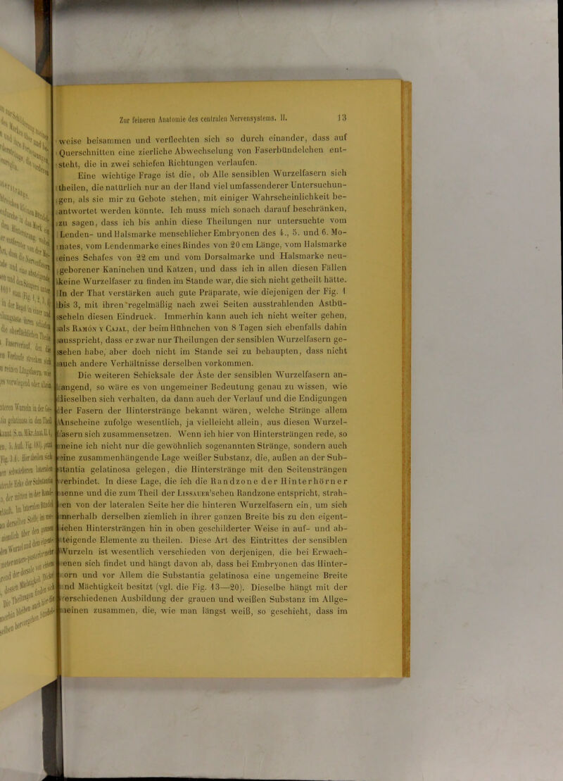 „’S* Her Hr ■itlli ^ llitt 'Sr, v°n der eil und «Sb Hejfasi er! ,. *aSi%n weise beisammen und verflechten sich so durch einander, dass auf Querschnitten eine zierliche Abwechselung von Faserbtlndelchen ent- steht, die in zwei schiefen Richtungen verlaufen. Eine wichtige Frage ist die, ob Alle sensiblen Wurzelfasern sich theilen, die natürlich nur an der Hand viel umfassenderer Untersuchun- gen, als sie mir zu Gebote stehen, mit einiger Wahrscheinlichkeit be- antwortet werden könnte. Ich muss mich sonach darauf beschränken, zu sagen, dass ich bis anhin diese Theilungen nur untersuchte vom Lenden- und Ilalsmarke menschlicher Embryonen des 4., 5. und 6. Mo- nates, vom Lendenmarke eines Rindes von 20 cm Länge, vom Ilalsmarke eines Schafes von 22 cm und vom Dorsalmarke und Ilalsmarke ncu- .geborener Kaninchen und Katzen, und dass ich in allen diesen Fällen | keine Wurzelfaser zu finden im Stande war, die sich nicht getheilt hätte. 1 In der That verstärken auch gute Präparate, wie diejenigen der big. ®e “Mäcliiici 1 Verlauf, ',Q Verlaufe sirecken lea die indorft^u bis 3, mit ihren'regelmäßig nach zwei Seiten ausstrahlenden Aslbü- schein diesen Eindruck. Immerhin kann auch ich nicht weiter gehen, als Ramön y Cajal, der beim Hühnchen von 8 Tagen sich ebenfalls dahin ausspricht, dass er zwar nur Theilungen der sensiblen Wurzelfasern ge- liehen habe, aber doch nicht im Stande sei zu behaupten, dass nicht nwi'ii UnplüM ^ I,tauch andere Verhältnisse derselben Vorkommen. wie Die weiteren Schicksale der Äste der sensiblen Wurzelfasern an- 1 langend, so wäre es von ungemeiner Bedeutung genau zu wissen, wie [dieselben sich verhalten, da dann auch der Verlauf und die Endigungen der Fasern der Ilinterstränge bekannt wären, welche Stränge allem lia gclaliiiosa ia den heil [Anscheine zufolge wesentlich, ja vielleicht allein, aus diesen Wurzel- kaDHliS.in.5likr.MIL| Jf. asern sich zusammensetzen. Wenn ich hier von Hintersträngen rede, so eil, t. Aull. Fig. 18 ,.eW »meine ich nicht nur die gewöhnlich sogenannten Stränge, sondern auch Fjgjj. HierlleiletisicV une zusammenhängende Lage weißer Substanz, die, außen an der Sub- mii jt'/nwrawu lateral« ilerale der Sohsfaadl 0]iömieD'^erto^ „***•** <i | nW flPQ lieniM lenlVttf«1“1 jstenor® -sz-r irew Je# Du’ titantia gelatinosa gelegen, die Ilinterstränge mit den Seitensträngen 'Verbindet, ln diese Lage, die ich die Randzone der Hin terhörn e r aenne und die zum Theil der LissAUER’schen Randzone entspricht, Strah- len von der lateralen Seite her die hinteren Wurzelfasern ein, um sich innerhalb derselben ziemlich in ihrer ganzen Breite bis zu den eigent- lichen Hintersträngen hin in oben geschilderter Weise in auf- und ab- eiselD| '.teigende Elemente zu theilen. Diese Art des Eintrittes der sensiblen Wurzeln ist wesentlich verschieden von derjenigen, die bei Erwach- enen sich findet und hängt davon ab, dass bei Embryonen das Ilinter- orn und vor Allem die Substantia gelatinosa eine ungemeine Breite nd Mächtigkeit besitzt (vgl. die Fig. i3—20). Dieselbe hängt mit der riiciD-011.vrdie jverschiedenen Ausbildung der grauen und weißen Substanz im Allge- merf1'0 selb80 #1 meinen zusammen, die, wie man längst weiß, so geschieht, dass im ^’lf