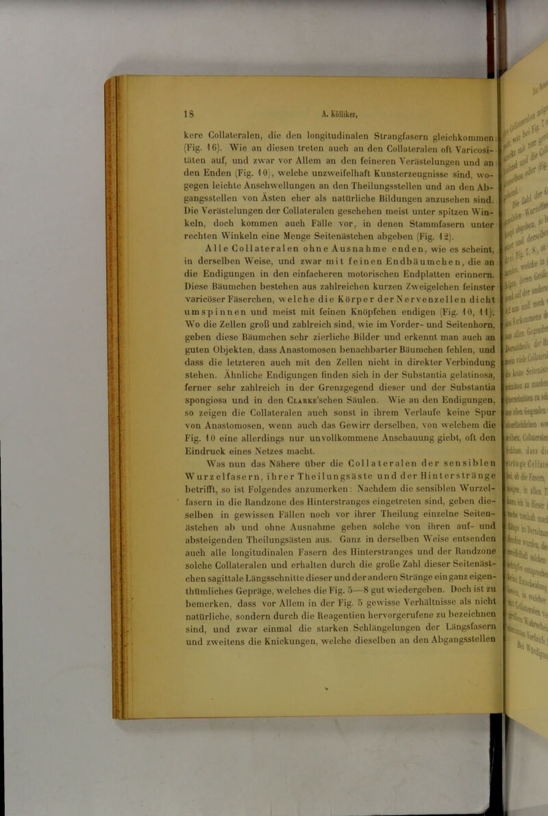 kcre Collateralen, die den longitudinalen Strangfasern gleichkommen (Fig. 16). Wie an diesen treten auch an den Collateralen oft Varicosi- tüten auf, und zwar vor Allem an den feineren Verästelungen und an den Enden (Fig. 10), welche unzweifelhaft Kunsterzeugnisse sind, wo- gegen leichte Anschwellungen an den Theilungsstellen und an den Ab- gangsstellen von Ästen eher als natürliche Bildungen anzusehen sind. Die Verästelungen der Collateralen geschehen meist unter spitzen Win- keln, doch kommen auch Fälle vor, in denen Stammfasern unter rechten Winkeln eine Menge Seitenästchen abgeben (Fig. 12). Alle Collateralen ohne Ausnahme enden, wie es scheint, in derselben Weise, und zwar mit feinen Endbäumchen, die an die Endigungen in den einfacheren motorischen Endplatten erinnern. Diese Bäumchen bestehen aus zahlreichen kurzen Zweigelchen feinster varicöser Fäserchen, welche die Körper der Nervenzellen dicht umspinnen und meist mit feinen Knöpfchen endigen (Fig. 10, 11). Wo die Zellen groß und zahlreich sind, wie im Vorder- und Seitenhorn, geben diese Bäumchen sehr zierliche Bilder und erkennt man auch an guten Objekten, dass Anastomosen benachbarter Bäumchen fehlen, und dass die letzteren auch mit den Zellen nicht in direkter Verbindung stehen. Ähnliche Endigungen finden sich in der Substantia gelalinosa, ferner sehr zahlreich in der Greuzgegend dieser und der Substantia spongiosa und in den CLARKE’schen Säulen. Wie an den Endigungen, so zeigen die Collateralen auch sonst in ihrem Verlaufe keine Spur von Anastomosen, wenn auch das Gewirr derselben, von welchem die Fig. 10 eine allerdings nur unvollkommene Anschauung giebt, oft den Eindruck eines Netzes macht. Was nun das Nähere Uber die Collateralen der sensiblen Wurzelfasern, ihrer Theilungsäste und der Hinter stränge betrifft, so ist Folgendes anzumerken: Nachdem die sensiblen Wurzel- fasern in die Randzone des Hinterstranges eingetreten sind, geben die- selben in gewissen Fällen noch vor ihrer Theilung einzelne Seiten- ästchen ab und ohne Ausnahme gehen solche von ihren auf- und absteigenden Theilungsästen aus. Ganz in derselben Weise entsenden auch alle longitudinalen Fasern des Hinterstranges und der Randzone solche Collateralen und erhalten durch die große Zahl dieser Seitenäst- chen sagittale Längsschnitte dieser und der andern Stränge ein ganz eigen- tümliches Gepräge, welches die Fig. 5—8 gut wiedergeben. Doch ist zu bemerken, dass vor Allem in der Fig. 5 gewisse Verhältnisse als nicht natürliche, sondern durch die Reagentien hervorgerufene zu bezeichnen sind, und zwar einmal die starken Schlängelungen der Längsfasern und zweitens die Knickungen, welche dieselben an den Abgangsstellen >> 4 *l i(f # 'jakl*'1' jo» leri s, db f o. I. p I in i »len. deren Größe aas und noch jöYorionunens df allen Geacodeß Btosalllidlc te* „.ei viele Coll^1 [keine Seilen» jAniiien zu machen joerseboinen zu seli JE? «bi ;«mao SOV selben. Collateralen Schluss, dass die OrSnge Collate bei- ob die Fasern, in allen Ti in dieser I ■eo nrden, die 5 enlsPrechei P'Hüfc