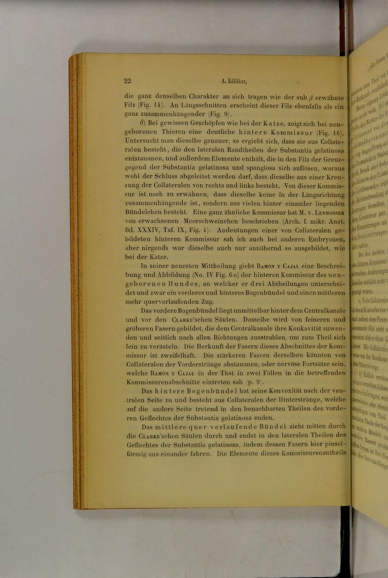 ' die ganz denselben Charakter an sich tragen wie der sub ß erwähnte Filz (Fig. 14). An Längsschnitten erscheint dieser Filz ebenfalls als ein ganz zusammenhängender (Fig. 9). d) Bei gewissen Geschöpfen wie bei der Katze, zeigt sich bei neu- geborenen Thieren eine deutliche hintere Kommissur (Fig. 16). Untersucht man dieselbe genauer, so ergiebt sich, dass sie aus Collate- ralen besteht, die den lateralen Randtheilen der Substantia gelatinosa entstammen, und außerdem Elemente enthält, die in den Filz der Grenz- gegend der Substantia gelatinosa und spongiosa sich auflösen, woraus wohl der Schluss abgeleitet werden darf, dass dieselbe aus einer Kreu- zung der Collateralen von rechts und links besteht. Von dieser Kommis- sur ist noch zu erwähnen, dass dieselbe keine in der Längsrichtung zusammenhängende ist, sondern aus vielen hinter einander liegenden Bündelchen besieht. Eine ganz ähnliche Kommissur hat M. v. Lenhossek von erwachsenen Meerschweinchen beschrieben (Arch. f. mikr. Anat. Bd. XXXIV, Taf. IX, Fig. 4). Andeutungen einer von Collateralen ge- bildeten hinteren Kommissur sah ich auch bei anderen Embryonen,, aber nirgends war dieselbe auch nur annähernd so ausgebildet, wie bei der Katze. In seiner neuesten Mittheilung giebt Ramön y Cajal eine Beschrei- bung und Abbildung (No. IV Fig. 6a) der hinteren Kommissur des neu- geborenen Hundes, an welcher er drei Abtheilungen unterschei- .ei,ede5'aevorUl ’ i|lfl „fsnoif® sehen ^ * der.^1 derselbe11 23112 mit det und zwar ein vorderes und hinteres Bogenbündel und einen mittleren ich endete, ßei den e hintere KomiuJ^ur ,:1 dieselbe wirklich uicht v eprägt waren. mehr querverlaufenden Zug. Das vordere Bogenbündel liegt unmittelbar hinter dem Centralkanale und vor den CLARKE’schen Säulen. Dasselbe wird von feineren und gröberen Fasern gebildet, die dem Centralkanale ihre Konkavität zuwen- den und seitlich nach allen Richtungen ausstrahlen, um zum Theil sich fein zu verästeln. Die Herkunft der Fasern dieses Abschnittes der Kom- missur ist zweifelhaft. Die stärkeren Fasern derselben könnten von Collateralen der Vorderstränge abstammen, oder nervöse Fortsätze seio, welche Ramön y Cajal in der That in zwei Fällen in die betreffenden Kommissurenabschnitte eintreten sah fp. 9). Das hintere Bogenbündel hat seine Konvexität nach der ven- •tralen Seite zu und besteht aus Collateralen der Hinterstränge, welche auf die andere Seite tretend in den benachbarten Theilen des vorde- ren Geüechtes der Substantia gelatinosa enden. Das mittlere quer verlaufende Bündel zieht mitten durch die CLARKE’schen Säulen durch und endet in den lateralen Theilen des Geflechtes der Substantia gelatinosa, indem dessen Fasern hier pinsel- förmig aus einander fahren. Die Elemente dieses Kommissurenantheils tj Viele Collateralei liehen Hinterhorüei ind neben dem Plexus hraende Filz nicht 9 rtni daher diese G, P* Die Coüaleralei
