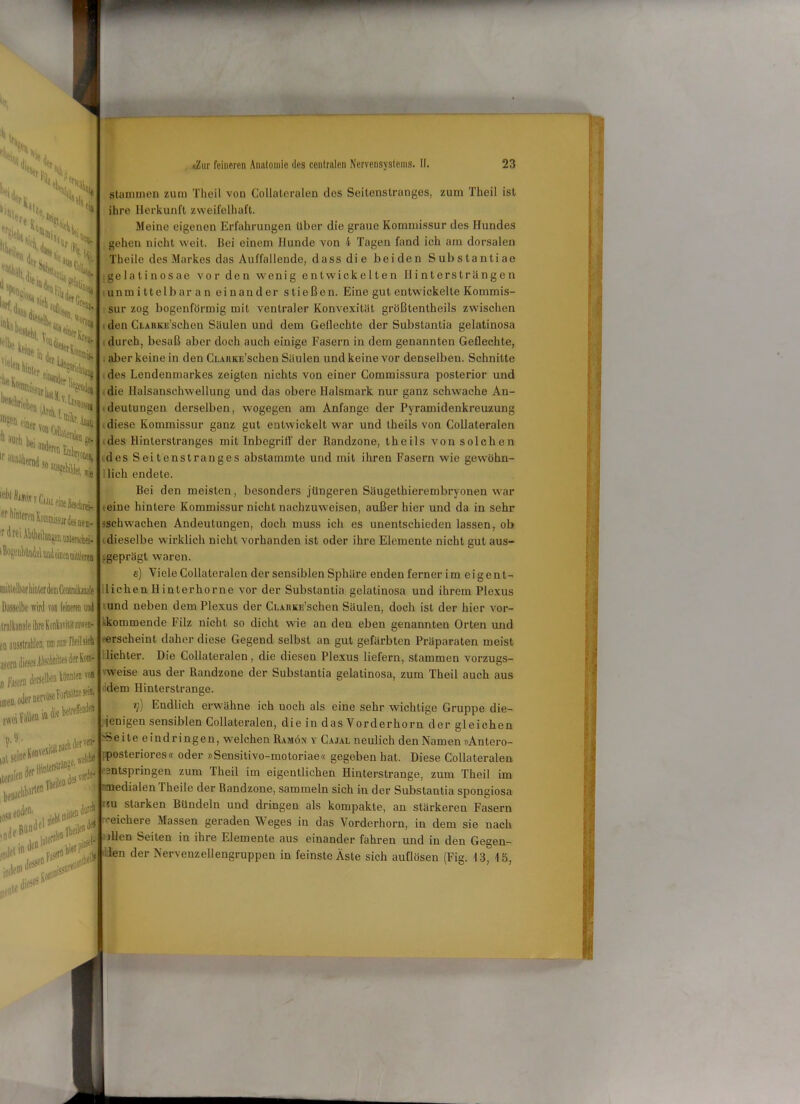 beffcj. S(tb J vs %k % nts kl ef« r''',eiStSi Aq H, 5lfhä uerQ stammen zum Theil von Collateralen des Seitenstranges, zum Theil ist ihre Herkunft zweifelhaft. Meine eigenen Erfahrungen Uber die graue Kommissur des Hundes gehen nicht weit. Bei einem Hunde von i Tagen fand ich am dorsalen Theile des Markes das Auffallende, dass die beiden Subslantiae gelatinosae vor den wenig entwickelten Hintersträngen I unrn i ttelbar a n einander stießen. Eine gut entwickelte Kommis- ^I sur zog bogenförmig mit ventraler Konvexität größtenteils zwischen lass(iies»|K l||^|J, 11 '' “''ä'iu,,. 7^1 den CLARKE’schen Säulen und dem Geflechte der Substantia gelatinosa I' '''Nie; t ! lN durch, besaß aber doch auch einige Fasern in dem genannten Geflechte, , I,(nJ ,?en c'Qer von ’h auch bei lr so ■taikrj anbnoi 'len, uie iebl «iw.,, fr hinteren rdreiMei1 « neu- o ußlersehei- aber keine in den CLAUKE’schen Säulen und keine vor denselben. Schnitte des Lendenmarkes zeigten nichts von einer Commissura posterior und die Halsanschwellung und das obere Ilalsmark nur ganz schwache An- deutungen derselben, wogegen am Anfänge der Pyramidenkreuzung diese Kommissur ganz gut entwickelt war und theils von Collateralen des Hinterstranges mit Inbegriff der Randzone, theils von solchen des Seitenstranges abstammte und mit ihren Fasern wie gewöhn- lich endete. Bei den meisten, besonders jüngeren Säugethierembryonen war reine hintere Kommissur nicht nachzuweisen, außer hier und da in sehr »schwachen Andeutungen, doch muss ich es unentschieden lassen, ob dieselbe wirklich nicht vorhanden ist oder ihre Elemente nicht gut aus- I-geprägt waren. e) Viele Collateralen der sensiblen Sphäre enden ferner im eigen t- miUelharhinterdemCeDtralkaDdol liehen Hinterhorne vor der Substantia gelatinosa und ihrem Plexus Dasselbe wird von feineren und rund neben dem Plexus der Ci..viiki:’schen Säulen, doch ist der hier vor- traikansie ihre Konkavität nnvea-1 kkom m en de Filz nicht so dicht wie an den eben genannten Orten und ['ii ausJltaMen. hoi»Msiish l^scheint daher diese Gegend selbst an gut gefärbten Präparaten meist |,,..,>.1 A.»vbnitte>derKom-1 lichter. Die Collateralen, die diesen Plexus liefern, stammen vorzugs- ,!erselbenkönnten von I weise aus der Randzone der Substantia gelatinosa, zum Theil auch aus  ‘ ruenoseFortsätiesefc. dem Hinterstrange. Il111'1\ ^betreffendenI V) Endlich erwähne ich uocli als eine sehr wichtige Gruppe die- nVeiValW «ll I jenigen sensiblen Collateralen, die in das Vorderhorn der gleichen ■ u,K’hderv®’r 0 indringen, welchen Ramon y Cajal neulich den Namen »Antero- uU>oinfKotn•1 ^ I:posteriores« oder »Sensitivo-motoriae« gegeben hat. Diese Collateralen F Entspringen zum Theil im eigentlichen Hinterstrange, zum Theil im I'medialen I lieile der Randzone, sammeln sich in der Substantia Spongiosa dordfl2su Marken Bündeln und dringen als kompakte, an stärkeren Fasern -eichere Massen geraden Weges in das Vorderhorn, in dem sie nach pl allen Seiten in ihre Elemente aus einander fahren und in den Gegen- j.i#t’ie,.,,tei^Jd®ei1 der Nervenzellengruppen in feinste Äste sich auflösen (Fig. 13, 15, 0