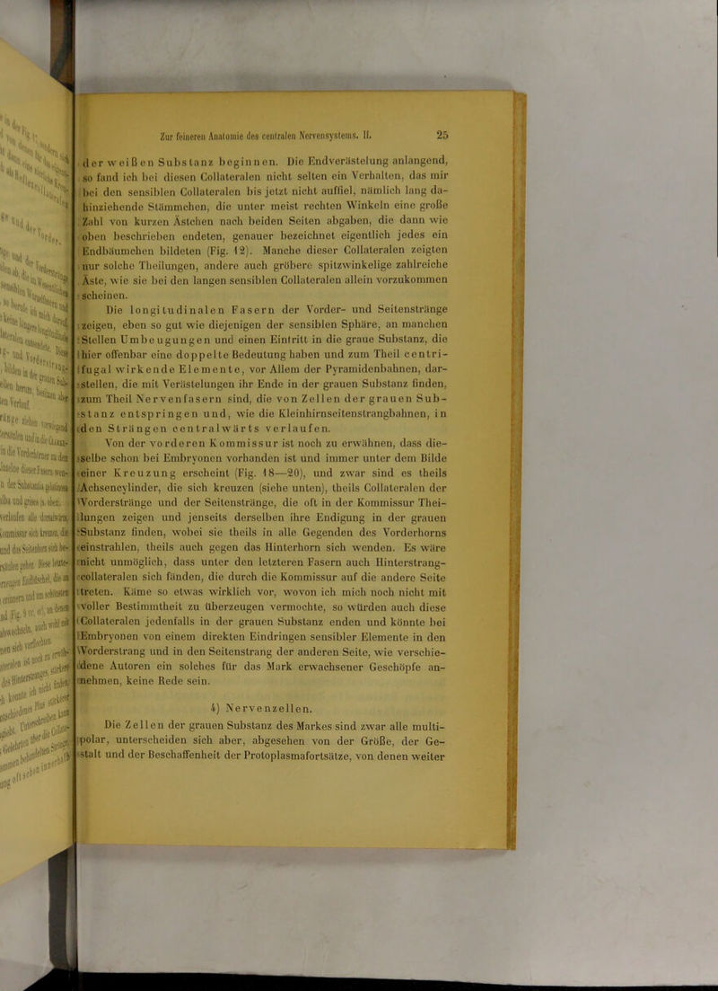 Hu NX*,, S?*H <<4 % «t «* M, “fv, °r«i «t. Ti ,sow7>n '•Hi, '*■«>( („i !> ii«, bilde- X'M 1 ullUeo in der nMn ’65 eilen herum 7** lllnV , 1D> b««wu ab4 Verlauf, rÄD8« liehen in iiie \ orderhorner tu dea ''Meine dieser fasern wed  der Suhslanlia ^eUVmosa ilba unil grisea ^s. oben), > Kommissur sich kremen, die und das Seitenhern sieh be- rsiiulen gehen. Diese letite- ineugt’fl Ictehel, die an i erinnern undam scboMtef lifc ■*'*?. -**'*!>' -<:a *>**?0i*' „ibi. t»1 * [P^ 1 Zur feineren Anatomie des centralen Nervensystems. II. 25 der weißen Substanz beginnen. Die Endverästelung anlangend, so fand ich bei diesen Collateralen nicht sollen ein Verhalten, das mir hei den sensiblen Collateralen bis jetzt nicht aufliel, nämlich lang da- hinziehende Stämmchen, die unter meist rechten Winkeln eine große Zahl von kurzen Ästchen nach beiden Seiten abgaben, die dann wie oben beschrieben endeten, genauer bezeichnet eigentlich jedes ein Endbäumchen bildeten (Fig. 12). Manche dieser Collateralen zeigten nur solche Theilungen, andere auch gröbere spitzwinkelige zahlreiche Äste, wie sie bei den langen sensiblen Collateralen allein vorzukommen ■ scheinen. Die longitudinalen Fasern der Vorder- und Seitenstränge zeigen, eben so gut wie diejenigen der sensiblen Sphäre, an manchen :Stellen Umbeugungen und einen Eintritt in die graue Substanz, die hier offenbar eine doppelte Bedeutung haben und zum Theil ccntri- fugal wirkende Elemente, vor Allem der Pyramidenbahnen, dar- ■ stellen, die mit Verästelungen ihr Ende in der grauen Substanz finden, zum Theil Nervenfasern sind, die von Zellen der grauen Sub- stanz entspringen und, wie die Kleinhirnseitenstrangbahnen, in den Strängen cenlralwärts verlaufen. Von der vorderen Kommissur ist noch zu erwähnen, dass die- selbe schon bei Embryonen vorhanden ist und immer unter dem Bilde einer Kreuzung erscheint (Fig. 18—20), und zwar sind es theils Achsencylinder, die sich kreuzen (siehe unten), theils Collateralen der Worderstränge und der Seitenslränge, die oft in der Kommissur Thei- lungen zeigen und jenseits derselben ihre Endigung in der grauen 'Substanz finden, wobei sie theils in alle Gegenden des Vorderhorns einstrahlen, theils auch gegen das Hinterhorn sich wenden. Es wäre nicht unmöglich, dass unter den letzteren Fasern auch Ilinlerslrang- collateralen sich fänden, die durch die Kommissur auf die andere Seite treten. Käme so etwas wirklich vor, wovon ich mich noch nicht mit voller Bestimmtheit zu überzeugen vermochte, so würden auch diese 'Collateralen jedenfalls in der grauen Substanz enden und könnte bei Embryonen von einem direkten Eindringen sensibler Elemente in den Worderslrang und in den Seitenstrang der anderen Seite, wie verschie- dene Autoren ein solches für das Mark erwachsener Geschöpfe an- inehmen, keine Rede sein. 4) Nervenzellen. Die Zellen der grauen Substanz des Markes sind zwar alle multi- polar, unterscheiden sich aber, abgesehen von der Größe, der Ge- stalt und der Beschaffenheit der Protoplasmafortsätze, von denen weiter