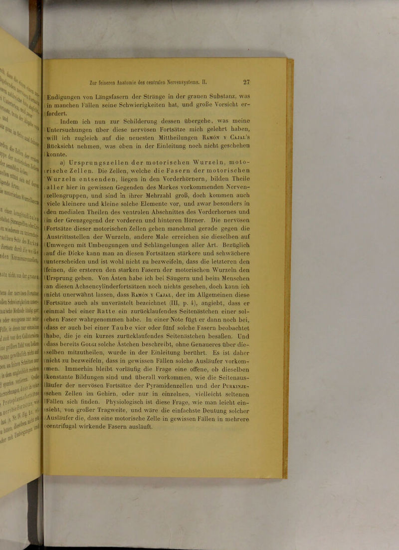 iti.i ’iii» Mer u,r %J 1 *W. L. ‘r ‘otorj, % ^sj ^>4 ^<tadie*ei|, (ll’n Kömmissnrenzellei S'iU üidt aus der grauea lens der nervösen FortsäUa eilen Schwierigkeiten anter- HGi'sehe .Methode litis; gar ; oder wenig)!® nur sehr Fällf.imka nur einzeln® dtueb von den Collaleralsj ine größere W*1*j »»*■**2 i hat nhüt«»' 10 und Endigungen von Längsfasern der Strange in der grauen Substanz, was in manchen Fällen seine Schwierigkeiten hat, und große Vorsicht er- fordert. Indem ich nun zur Schilderung dessen übergehe, was meine Untersuchungen über diese nervösen Fortsätze mich gelehrt haben, will ich zugleich auf die neuesten Mittheilungen Ramön y Cajal’s Rücksicht nehmen, was oben in der Einleitung noch nicht geschehen konnte. a) Ursprungszellen der motorischen Wurzeln, moto- risch e Zel 1 en. Die Zellen, welche die Fasern der motorischen Wurzeln entsenden, liegen in den Vorderhörnern, bilden Theile aller hier in gewissen Gegenden des Markes vorkommenden Nerven- zellengruppen, und sind in ihrer Mehrzahl groß, doch kommen auch viele kleinere und kleine solche Elemente vor, und zwar besonders in iden medialen Theilen des ventralen Abschnittes des Vorderliornes und in der Grenzgegend der vorderen und hinteren Hörner. Die nervösen I Fortsätze dieser motorischen Zellen gehen manchmal gerade gegen die Austrittsstellen der Wurzeln, andere Male erreichen sie dieselben auf IUmwegen mit Umbeugungen und Schlängelungen aller Art. Bezüglich auf die Dicke kann man an diesen Fortsätzen stärkere und schwächere iunterscheiden und ist wohl nicht zu bezweifeln, dass die letzteren den feinen, die erstereu den starken Fasern der motorischen Wurzeln den I Ursprung geben. Von Ästen habe ich bei Säugern und beim Menschen an diesen Achsencylinderfortsätzen noch nichts gesehen, doch kann ich nicht unerwähnt lassen, dass Ramön y Cajal, der im Allgemeinen diese IFortsätze auch als unveräslelt bezeichnet (III, p. 4), angiebt, dass er teinmal bei einer Ratte ein zurücklaufendes Seitenästchen einer sol- chen Faser wahrgenommen habe. In einer Note fügt er dann noch bei, dass er auch bei einer Taube vier oder fünf solche Fasern beobachtet habe, die je ein kurzes zurücklaufendes Seitenästcheu besaßen. Und dass bereits Golgi solche Ästchen beschreibt, ohne Genaueres über die- ■ selben mitzutheilen, wurde in der Einleitung berührt. Es ist daher nicht zu bezweifeln, dass in gewissen Fällen solche Ausläufer Vorkom- men. Immerhin bleibt vorläufig die Frage eine offene, ob dieselben ■konstante Bildungen sind und überall Vorkommen, wie die Seitenaus- läufer der nervöseu Fortsätze der Pyramidenzellen und der Purkinje- schen Zellen im Gehirn, oder nur in einzelnen, vielleicht seltenen Fällen sich finden. Physiologisch ist diese Frage, wie man leicht ein- sieht, von großer Tragweite, und wäre die einfachste Deutung solcher Ausläufer die, dass eine motorische Zelle in gewissen Fällen in mehrere centrifugal wirkende Fasern ausläuft.