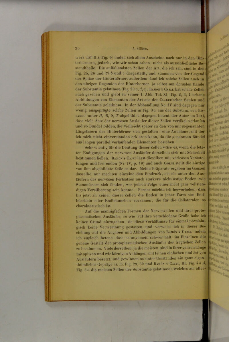 werk Taf. II a, Fig. G) finden sich allem Anscheine nach nur in den Hin- terhörnern, jedoch, wie wir schon sahen, nicht als ausschließliche Be- standtheile. Die auffallendsten Zellen der Art, die ich sah, sind in den Fig. 25, 26 und 29 b und c dargestellt, und stammen von der Gegend der Spitze der Ilinterhörner, außerdem fand ich solche Zellen auch in den übrigen Gegenden der Hinterhörner, ja selbst am dorsalen Rande der Substantia gelatinosa (Fig. 29 a, d,e). Ramön y Cajal hat solche Zellen auch gesehen und giebt in seiner I. Abh. Taf. XI, Fig. 2, 3, 4 schöne Abbildungen von Elementen der Art aus den Clarke’sehen Säulen und der Substantia gelatinosa. In der Abhandlung No. IV sind dagegen nur wenig ausgeprägte solche Zellen in Fig. 3 a aus der Substanz von Ro- lando unter II, R, S, T abgebildet, dagegen betont der Autor im Text, dass viele Äste der nervösen Ausläufer dieser Zellen vertikal verlaufen und so Bündel bilden, die vielleicht später zu den von mir sogenannten Längsfasern der Ilinterhörner sich gestalten, eine Annahme, mit der ich mich nicht einverstanden erklären kann, da die genannten Bündel aus langen parallel verlaufenden Elementen bestehen. Sehr wichtig für die Deutung dieser Zellen wäre es, wenn die letz- ten Endigungen der nervösen Ausläufer derselben sich mit Sicherheit bestimmen ließen. Ramön y Cajal lässt dieselben mit varicösen Veräste- lungen und frei enden (Nr. IV, p. 10) und auch Golgi stellt die einzige von ihm abgebildete Zelle so dar. Meine Präparate ergaben im Ganzen dasselbe, nur machten einzelne den Eindruck, als ob unter den Aus- läufern des nervösen Fortsatzes auch stärkere nicht ästige Enden, wie Slammfasern sich fänden, was jedoch Folge einer nicht ganz vollstän- digen Versilberung sein könnte. Ferner möchte ich hervorheben, dass bis jetzt an keiner dieser Zellen die Enden in jener Form von End- büscheln oder Endbäumchen vorkamen, die für die Collateralen so charakteristisch ist. Auf die mannigfachen Formen der Nervenzellen und ihrer proto- plasmatischen Ausläufer, so wie auf ihre verschiedene Größe habe ich keinen Grund einzugehen, da diese Verhältnisse für einmal physiolo- gisch keine Verwerthung gestatten, und verweise ich in dieser Be- ziehung auf die Angaben und Abbildungen von Ramön y Cajal, indem ich zugleich betone, dass es ungemein schwer hält, im Einzelnen die genaue Gestalt der protoplasmatischen Ausläufer der fraglichen Zellen zu bestimmen. Viele derselben, ja die meisten, sind in ihrer ganzen Länge mitspitzen und wie körnigen Anhängen, mit feinen einfachen und ästigen Ausläufern besetzt, und gewinnen so unter Umständen ein ganz eigen- tümliches Gepräge (s. m. Fig. 29, 30 und Ramön y Cajal, III, Fig. 4 a A, Fia. 3 a die meisten Zellen der Substantia gelatinosa), welches am aller- ^ jjerttC ,»»rl ...i«1 fr fleit* lSl rW V***; Substanz die dersell“’“ „ Hälfte jser den®edialeI1 ■M ihrer Aasläofer sendi BL'Sur linde. Sehr wichtig '.st ei iplismaforts'ta auch und selbst l>is negen (3 teache ich schon 1 des Ochsen ebenfalls ’ jetzt überall för alle u fr Protopljsmaforisäl F* ^ finden und i N Men vermiss fk'h wnrfon feinet C* «»I Kr*» kJ1''415- 4'» «m HRa* IN di an i ueserfci einer