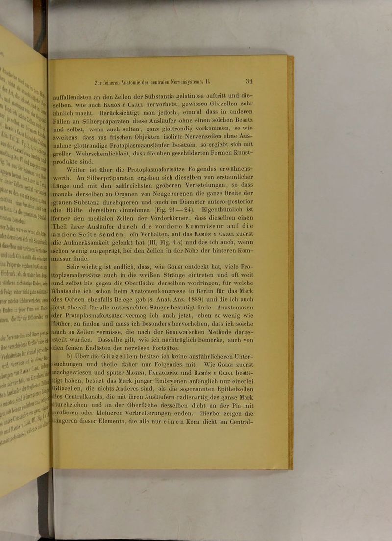 ■isKJ dNH Hh ^ Nfe* l'-' !l%(|ero 8fiiii S(;tjou| «ml ,:'s'u % '^U JfÜi *r ttlfcn PStf'r !u f-^lien *h.*h ®eDle|i bestehen. -'Ser Zellen w^re es *;^rnslkm I1 ** CoLci stellt die einzige 'iw-1 l'räpjwie «i^abei im Gänien V.indruck, a\s ob unter den Aus- ii stärkere nicht ästige Enden, wie ;li Folge einer nicht gam rote rncr mOohle ich hervorheb. dass f Enden in jener Form von End- amen, die fär ich ((efVernwellen«nd ihrer I«'»11 ‘hicdene Gr te ein1 »ii***’ von R.vJeN v Ca’ü, ihre versch Ver «od verweise lAviogeo voni^l\1, Einie'oe® Zur feineren Anatomie des centralen Nervensystems. II. 31 di nem ' Cn)-'um! , Hl, Fig-11J |0‘ »unter1 auffallendsten an den Zellon der Substantia gelatinosa auftritt und die- selben, wie auch Ramön y Cajal hervorhebt, gewissen Gliazellen sehr ähnlich macht. Berücksichtigt man jedoch, einmal dass in anderen Füllen an Silberprüparaten diese Auslüufer ohne einen solchen Besatz und selbst, wenn auch selten, ganz glattrandig Vorkommen, sowie zweitens, dass aus frischen Objekten isolirle Nervenzellen ohne Aus- nahme glattrandige Protoplasmaausläufer besitzen, so ergiebt sich mit großer Wahrscheinlichkeit, dass die oben geschilderten Formen Kunst- produkte sind. Weiter ist über die Protoplasmafortsätze Folgendes erwühnens- werth. An Silberprüparaten ergeben sich dieselben von erstaunlicher Länge und mit den zahlreichsten gröberen Verästelungen, so dass manche derselben an Organen von Neugeborenen die ganze Breite der grauen Substanz durchqueren und auch im Diameter antero-posterior die Hälfte derselben einnehmen (Fig. 21—24). Eigentümlich ist iferner den medialen Zellen der Vorderhörner, dass dieselben einen Thcil ihrer Ausläufer durch die vordere Kommissur auf die andere Seite senden, ein Verhalten, auf das Ramön y Cajal zuerst die Aufmerksamkeit gelenkt hat (III, Fig. 1 ci) und das ich auch, wenn ;Schon wenig ausgeprägt, bei den Zellen in der Nähe der hinteren Kom- imissur finde. Sehr wichtig ist endlich, dass, wie Golgi entdeckt hat, viele Pro- toplasmafortsätze auch in die weißen Stränge cintreten und oft weit und selbst bis gegen die Oberfläche derselben Vordringen, für welche IThatsache ich schon beim Auatomenkongressc in Berlin für das Mark des Ochsen ebenfalls Belege gab (s. Anat. Anz. 1889) und die ich auch jetzt überall für alle untersuchten Säuger bestätigt finde. Anastomosen der Protoplasmafortsülze vermag ich auch jetzt, eben so wenig wie früher, zu finden und muss ich besonders hervorheben, dass ich solche auch an Zellen vermisse, die nach der GEitLACu’schen Methode dargfe- stellt wurden. Dasselbe gilt, wie ich nachträglich bemerke, auch von den feinen Endästen der nervösen Fortsätze. 5) Über die Gliazellen besitze ich keine ausführlicheren Unter- und theile daher nur Folgendes mit. Wie Golgi zuerst nachgewiesen und später Magini, Falzacappa und Ramön y Cajal bestä- tigt haben, besitzt das Mark junger Embryonen anfänglich nur einerlei Gliazellen, die nichts Anderes sind, als die sogenannten Epithelzellen les Centralkanals, die mit ihren Ausläufern radienartig das ganze Mark lurchziehen und an der Oberfläche desselben dicht an der Pia mit größeren oder kleineren Verbreiterungen enden. Hierbei zeigen die ängeren dieser Elemente, die alle nur einen Kern dicht am Cenlral- suchungen