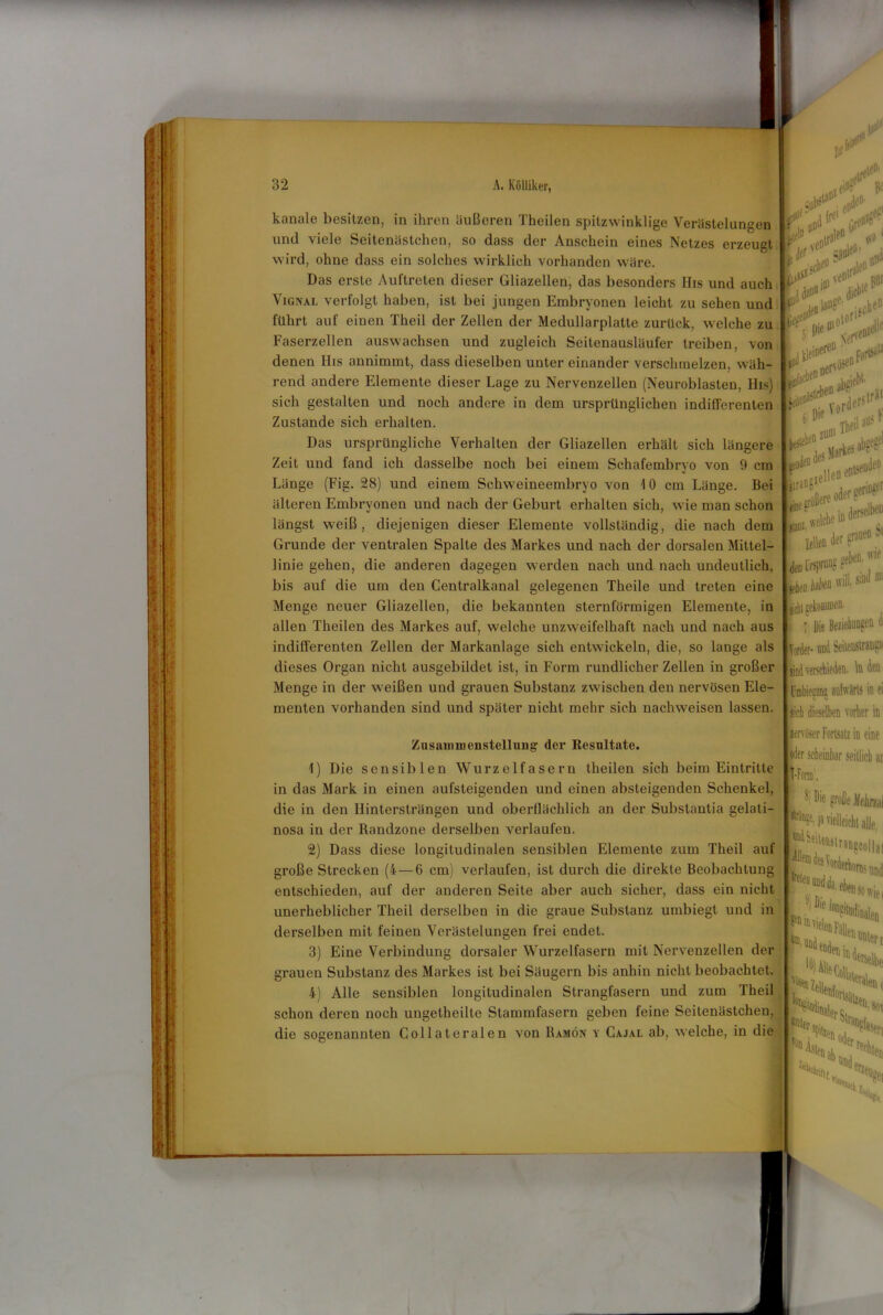 1. T 1 32 A. Kölliker, kanale besitzen, in ihren äußeren Theilen spitzwinklige Verästelungen und viele Seitenästchen, so dass der Anschein eines Netzes erzeugt wird, ohne dass ein solches wirklich vorhanden w’äre. Das erste Auftreten dieser Gliazellen, das besonders His und auch Vignal verfolgt haben, ist bei jungen Embryonen leicht zu sehen und führt auf einen Theil der Zellen der Medullarplatte zurück, welche zu Faserzellen auswachsen und zugleich Seitenausläufer treiben, von denen His annimmt, dass dieselben unter einander verschmelzen, wäh- v rend andere Elemente dieser Lage zu Nervenzellen (Neuroblasten, His) sich gestalten und noch andere in dem ursprünglichen indifferenten Zustande sich erhalten. Das ursprüngliche Verhalten der Gliazellen erhält sich längere Zeit und fand ich dasselbe noch bei einem Schafembryo von 9 cm V nl fr |(S< & * VO1 Länge (Fig. 28) und einem Schweineembryo von 10 cm Länge. Bei älteren Embryonen und nach der Geburt erhalten sich, wie man schon längst weiß, diejenigen dieser Elemente vollständig, die nach dem Grunde der ventralen Spalte des Markes und nach der dorsalen Mittel- linie gehen, die anderen dagegen werden nach und nach undeutlich, bis auf die um den Centralkanal gelegenen Theile und treten eine Menge neuer Gliazellen, die bekannten sternförmigen Elemente, in allen Theilen des Markes auf, welche unzweifelhaft nach und nach aus indifferenten Zellen der Markanlage sich entwickeln, die, so lange als dieses Organ nicht ausgebildet ist, in Form rundlicher Zellen in großer Menge in der w eißen und grauen Substanz zwischen den nervösen Ele- menten vorhanden sind und später nicht mehr sich nachweisen lassen. Zusammenstellung (1er Resultate. 1) Die sensiblen Wurzelfasern theilen sich beim Eintritte in das Mark in einen aufsteigenden und einen absteigenden Schenkel, die in den Ilintersträngen und oberflächlich an der Substantia gelati- nosa in der Randzone derselben verlaufen. 2) Dass diese longitudinalen sensiblen Elemente zum Theil auf große Strecken (4—6 cm) verlaufen, ist durch die direkte Beobachtung entschieden, auf der anderen Seite aber auch sicher, dass ein nicht unerheblicher Theil derselben in die graue Substanz umbiegt und in derselben mit feinen Verästelungen frei endet. 3) Eine Verbindung dorsaler Wurzelfasern mit Nervenzellen der grauen Substanz des Markes ist bei Säugern bis anhin nicht beobachtet. 4) Alle sensiblen longitudinalen Strangfasern und zum Theil schon deren noch ungetheille Stammfasern geben feine Seitenästchen, die sogenannten Collateralen von Ramön y Cajal ab, welche, in die liraügie eine r1 i (jprselbeä „eiche m1 Zellen der grauenM Irtprung rel,eD' seien Jato ffiII>slD jtht gekommen. ! ; Die Beziebunaeii 4 Vorder- und Seitenstraßen sind verschieden, ln den Cnbiesnns aufwärts in ei sieh dieselben vorher in nervöser Fortsatz in eine «der scheinbar seitlich an [•Form, Die große Mehrzal vielleicht alle i jj . Wolle! --iwuhoms und sov I ^ab-. '• *iif. recbteD