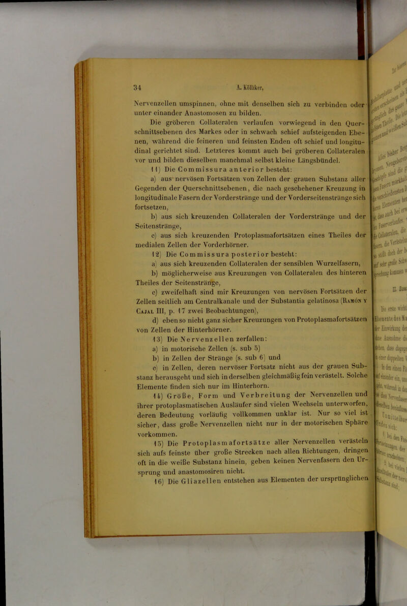 Nervenzellen umspinnen, ohne mit denselben sich zu verbinden oder unter einander Anastomosen zu bilden. Die gröberen Collateralen verlaufen vorwiegend in den Quer- schnittsebenen des Markes oder in schwach schief aufsteigenden Ebe- j1 während die feineren und feinsten Enden oft schief und lonmtu- i WS nen, *a dinal gerichtet sind. Letzteres kommt auch bei gröberen Collateralen vor und bilden dieselben manchmal selbst kleine Längsbtlndel. 1 1) Die Commissura anterior besteht: a) aus nervösen Fortsätzen von Zellen der grauen Substanz aller Gegenden der Querschnittsebenen, die nach geschehener Kreuzung in longitudinale Fasern der Vorderstränge und der Vorderseitenstränge sich fortsetzen, b) aus sich kreuzenden Collateralen der Vorderstränge und der Seitenstränge, c) aus sich kreuzenden Protoplasmafortsätzen eines Theiles der medialen Zellen der Vorderhörner. 12) Die Commissura posterior besteht: a) aus sich kreuzenden Collateralen der sensiblen Wurzelfasern, b) möglicherweise aus Kreuzungen von Collateralen des hinteren Theiles der Seitenstränge, c) zweifelhaft sind mir Kreuzungen von nervösen Fortsätzen der Zellen seitlich am Centralkanale und der Substantia gelatinosa (Ramön y Cajal III, p. 17 zwei Beobachtungen), d) ebenso nicht ganz sicher Kreuzungen von Protoplasmafortsätzen von Zellen der Ilinterhörner. 13) Die Ne rvenz eilen zerfallen: a) in motorische Zellen (s. sub 5) b) in Zellen der Stränge (s. sub 6) und c) in Zellen, deren nervöser Fortsatz nicht aus der grauen Sub- stanz herausgeht und sich inderseiben gleichmäßig fein verästelt. Solche Elemente finden sich nur im Ilinterhorn. U) Größe, Form und Verbreitung der Nervenzellen und ihrer protoplasmatischen Ausläufer sind vielen Wechseln unterworfen, deren Bedeutung vorläufig vollkommen unklar ist. Nur so viel ist sicher, dass große Nervenzellen nicht nur in der motorischen Sphäre Vorkommen. 13) Die Protoplasmafortsätze aller Nervenzellen verästeln ;• <>: #-*»• *e l^o.dttVeräsleU 1,1 „/„brrfS'11“ IL Die erste wicht [Elemente des Ma der Einwirkung dei ohne Ausnahme dit dass daeeee In den einen Fa %end ifldei läsen ifeeinj fön Üsd “‘lelbar sich; äS( sich aufs feinste über große Strecken nach allen Richtungen, dringen j '! oft in die weiße Substanz hinein, geben keinen Nervenfasern den Ur hei Kür ‘eien ] sprung und anastomosiren nicht. ' ij'i . 16) Die Gliazellen entstehen aus Elementen der ursprünglichen I “r