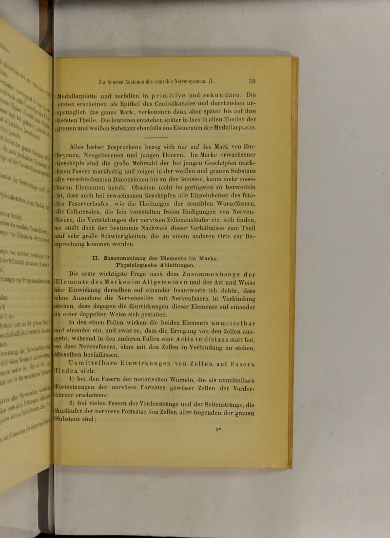 i\. [Xtl. Hy I ,%XHi Xi>*LPH hS-'X*^ .e Jei» der toruli Hry °Xlrjr [°rtsätzei ® eii L‘ri0rbesteht: -ralen d( VOn Collaiei . ’ Zur feineren Anatomie des centralen Nervensystems. II. 35 Medullarplatte und zerfallen in primitive und sekundäre. Die ersten erscheinen als Epithel des Centralkanales und durchziehen ur- sprünglich das ganze Mark, verkommen dann aber später bis auf ihre tiefsten Theile. Die letzteren entstehen später in loco in allen Theilen der : grauen und weißen Substanz ebenfalls aus Elementen der Medullarplatte. Alles bisher Besprochene bezog sich nur auf das Mark von Em- bryonen, Neugeborenen und jungen Thieren. Im Marke erwachsener Geschöpfe sind die große Mehrzahl der bei jungen Geschöpfen mark- losen Fasern markhaltig und zeigen in der weißen und grauen Substanz die verschiedensten Dimensionen bis zu den feinsten, kaum mehr mess- baren Elementen herab. Obschon nicht im geringsten zu bezweifeln ist, dass auch bei erwachsenen Geschöpfen alle Einzelnheiten des föta- len Faserverlaufes, wie die Theilungen der sensiblen Wurzelfasern, die Collateralen, die fein verästelten freien Endigungen von Nerven- fasern, die Verästelungen der nervösen Zellenausläufer etc. sich finden, 'SO stößt doch der bestimmte Nachweis dieser Verhältnisse zum Theil auf sehr große Schwierigkeiten, die an einem anderen Orte zur Be- sprechung kommen werden. ‘i>cn von nervösen Fortsätzen der 1 der Sub&tantia ^atmosalÄaösy dien: iS) ib 6' und Forlsali oicil a® I ffiUH’U i.'ht nur i“ <*£**** keine“ len den lr siebe“ „au lenie“1 II. Zusammenhang der Elemente im Marke. Physiologische Ableitungen. Die erste wichtigste Frage nach dem Zusammenhänge der IE 1 emente des Markes im Allgemeinen und der Art und Weise dder Einwirkung derselben auf einander beantworte ich dahin, dass ■ohne Ausnahme die Nervenzellen mit Nervenfasern in Verbindung stehen, dass dagegen die Einwirkungen dieser Elemente auf einander in einer doppelten Weise sich gestalten. In den einen Fällen wirken die beiden Elemente unmittelbar auf einander ein, und zwar so, dass die Erregung von den Zellen aus- -geht, während in den anderen Fällen eine Actio in distans statt hat, -so dass Nervenfasern, ohne mit den Zellen in Verbindung zu stehen, dieselben beeinflussen. Unmittelbare Einwirkungen von Zellen auf Fasern ifinden sich: 1) bei den Fasern der motorischen Wurzeln, die als unmittelbare lfrä5tel Fortsetzungen der nervösen Fortsätze gewisser Zellen der Vorder- en hhörner erscheinen ; 2) bei vielen Fasern der Vorderstränge und der Seitenstränge, die Ausläufer der nervösen Fortsätze von Zellen aller Gegenden der grauen ,^5 Substanz sind; 3*