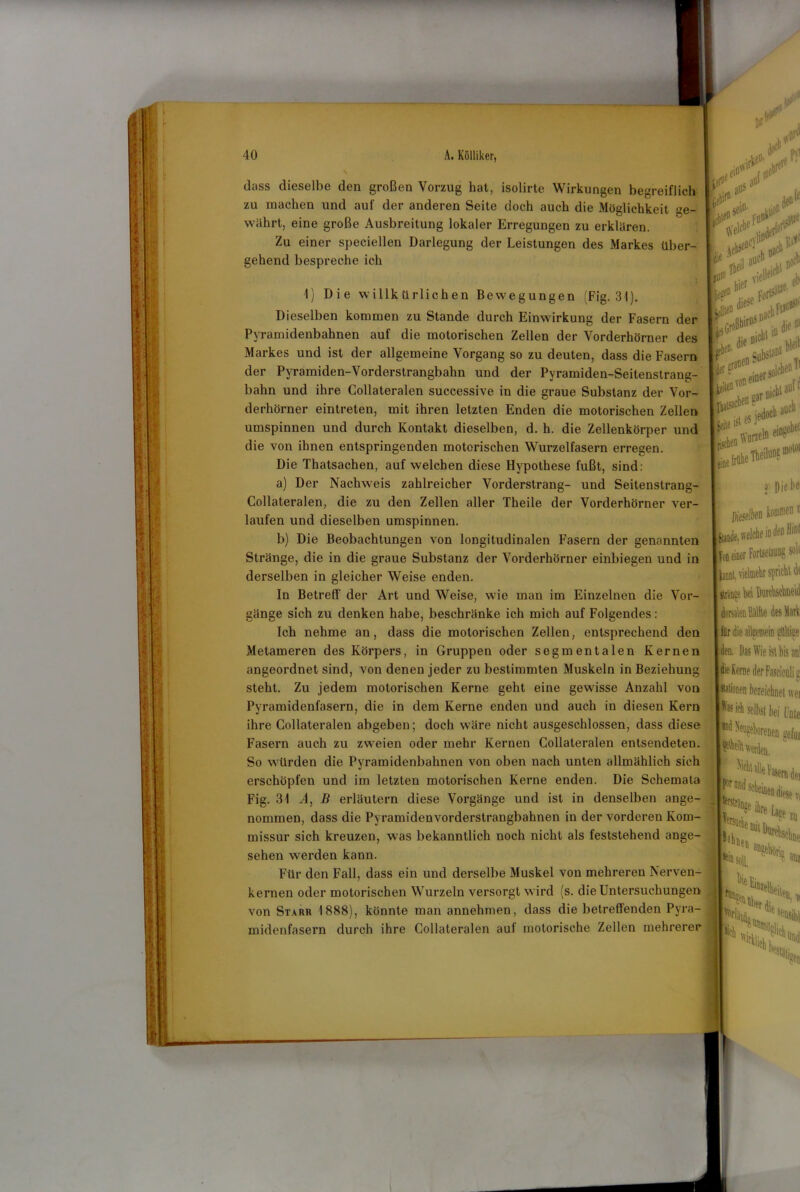 dass dieselbe den großen Vorzug hat, isolirte Wirkungen begreiflich zu machen und auf der anderen Seite doch auch die Möglichkeit ge- währt, eine große Ausbreitung lokaler Erregungen zu erklären. Zu einer speciellen Darlegung der Leistungen des Markes über- gehend bespreche ich V r ir*eV ^ au5 aül *ir#au (e 1) Die willkürlichen Bewegungen (Fig. 31). Dieselben kommen zu Stande durch Einwirkung der Fasern der Pyramidenbahnen auf die motorischen Zellen der Vorderhörner des Markes und ist der allgemeine Vorgang so zu deuten, dass die Fasern der Pyramiden-Vorderstrangbahn und der Pyramiden-Seitenstrang- bahn und ihre Collateralen successive in die graue Substanz der Vor- derhörner eintreten, mit ihren letzten Enden die motorischen Zellen umspinnen und durch Kontakt dieselben, d. h. die Zellenkörper und die von ihnen entspringenden motorischen Wurzelfasern erregen. Die Thatsachen, auf welchen diese Hypothese fußt, sind: a) Der Nachweis zahlreicher Vorderstrang- und Seitenstrang- Collateralen, die zu den Zellen aller Theile der Vorderhörner ver- laufen und dieselben umspinnen. b) Die Beobachtungen von longitudinalen Fasern der genannten Stränge, die in die graue Substanz der Vorderhörner einbiegen und in derselben in gleicher Weise enden. In Betreff der Art und Weise, wie man im Einzelnen die Vor- gänge sich zu denken habe, beschränke ich mich auf Folgendes: Ich nehme an, dass die motorischen Zellen, entsprechend den Metameren des Körpers, in Gruppen oder segmentalen Kernen angeordnet sind, von denen jeder zu bestimmten Muskeln in Beziehung steht. Zu jedem motorischen Kerne geht eine gewisse Anzahl von Pyramidenfasern, die in dem Kerne enden und auch in diesen Kern ihre Collateralen abgeben; doch wäre nicht ausgeschlossen, dass diese Fasern auch zu zweien oder mehr Kernen Collateralen entsendeten. So würden die Pyramidenbahnen von oben nach unten allmählich sich erschöpfen und im letzten motorischen Kerne enden. Die Schemata Fig. 31 A, B erläutern diese Vorgänge und ist in denselben ange- nommen, dass die Pyramidenvorderstrangbahnen in der vorderen Kom- missur sich kreuzen, was bekanntlich noch nicht als feststehend ange- sehen werden kann. Für den Fall, dass ein und derselbe Muskel von mehreren Nerven- kernen oder motorischen Wurzeln versorgt wird (s. die Untersuchungen von Starr 1888), könnte man annehmen, dass die betreffenden Pyra- midenfasern durch ihre Collateralen auf motorische Zellen mehrerer de» ie # ^ j;ort5Sl*ei fb die* T>rDSp V’ latsac*1 #lle in PiD^bei eine ist es je iite MfcThÄ«1* 3i Diebe Dieselben fa»®®» fiunde, welche in den Hm! fon einer ForlseüUDg solt kamt, vielmehr spricht dt Arte bei Dutcbscbneid dorsalen Mite des Mark für die alleemein aültise ü 0 C den. Das Wie ist bis anl die Kerne der Faseiculi c wei id Üeusebi Lote ktrstrC orenen gefm u Ei »il