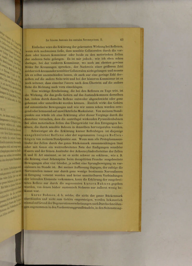 k\ , 'e,läiiiic,üSJ ISS* Siebes les Mu “es, •l«N *>*»1 ai% 'Neiio -'Qer , Jr Hk #^*3 ■H3J). l'n,beideilll'>%il)leF3Sera «nieJ/nTiäi/gkeitverl ,ü^n erklärea sich, indem! Talendie in denselben Ebenen ■ mit ihren Wen M ’llrde die weitere Yoraus- .lieselhe motorische Nervenzelle I Dargelegten einmal ran Endi- lens von solchen der sensibl en oben daiyelegWn Thateadiedj bei kurzen uckkgetvommenvfiri1^1^ ■iS# S> Einfacher wäre die Erklärung der gekreuzten Wirkung bei Reflexen, wenn sich nachweisen ließe, dass sensible CoIIateralen durch die vor- dere oder hintere Kommissur oder beide zu den motorischen Zellen der anderen Seite gelangen. Es ist mir jedoch, wie ich oben schon darlegte, bei der vorderen Kommissur, wo noch am ehesten gewisse Bilder für Kreuzungen sprechen, der Nachweis einer größeren Zahl solcher sich kreuzender sensibler CoIIateralen nicht gelungen und musste ich es selbst unentschieden lassen, ob auch nur eine geringe Zahl der- selben auf die andere Seite tritt und bei der hinteren Kommissur ist es noch seltener, dass einzelne Fasern nach dem Übertritt auf die andere Seite die Richtung nach vorn einschlagen. Eine wichtige Erscheinung, die bei den Reflexen zu Tage tritt, ist die Wirkung, die das große Gehirn auf das Zustandekommen derselben hat, indem durch dasselbe Reflexe entweder abgeschwächt oder ganz : gehemmt oder unterdrückt werden können. Ähnlich wirkt das Gehirn auf automatische Bewegungen und wie wir unten sehen werden erre- gend oder hemmend auf unwillkürliche Muskulatur. Von meinem Stand- punkte aus würde ich eine Erklärung aller dieser Vorgänge durch die .Annahme versuchen, dass die cenlrifugal wirkenden Pyramidenbahnen ibei allen motorischen Zellen das Übergewicht vor den Erregungen be- sitzen, die durch sensible Bahnen in denselben hervorgerufen werden. Schwieriger als die Erklärung kurzer Reflexbögen ist diejenige ausgebreiteter Re flexe oder der sogenannten langen Reflex- bögen von meinem Standpunkte aus. Wenn man alle Protoplasmaaus- läufer der Zellen durch das ganze Rückenmark Zusammenhängen lässt oder mit Golgi ein weitverbreitetes Netz der Endigungen sensibler iFasern und der feinen Ausläufer der Achsencylinderfortsälze der Zellen II. und II. Art annimmt, so ist es nicht schwer zu erklären, wie z. B. die Reizung einer Zehenspitze beim decapitirten Frosche ausgebreitete iBewegungen aller vier Glieder, ja selbst eine Sprungbewegung zu ver- anlassen im Stande ist. Bei meiner Auffassung dagegen, der zufolge die Nervenzellen immer nur durch ganz wenige bestimmte Nervenfasern in Erregung versetzt werden und keine unmittelbaren Verbindungen der leitenden Elemente Vorkommen, kann die Erklärung der ausgebrei- teten Reflexe nur durch die sogenannten kurzen Bahnen gegeben werden, von denen bisher anatomisch Sicheres nur äußerst wenig be- kannt war. Kurze Bahnen, d. h. solche, die nicht das ganze Rückenmark durchlaufen und nicht zum Gehirn emporsteigen, werden bekanntlich «inmal auf Grund der Degenerationserscheinungen nachDurchschneidun- -gen angenommen in den Vorderstranggrundbündeln, in den Seitenstrang-