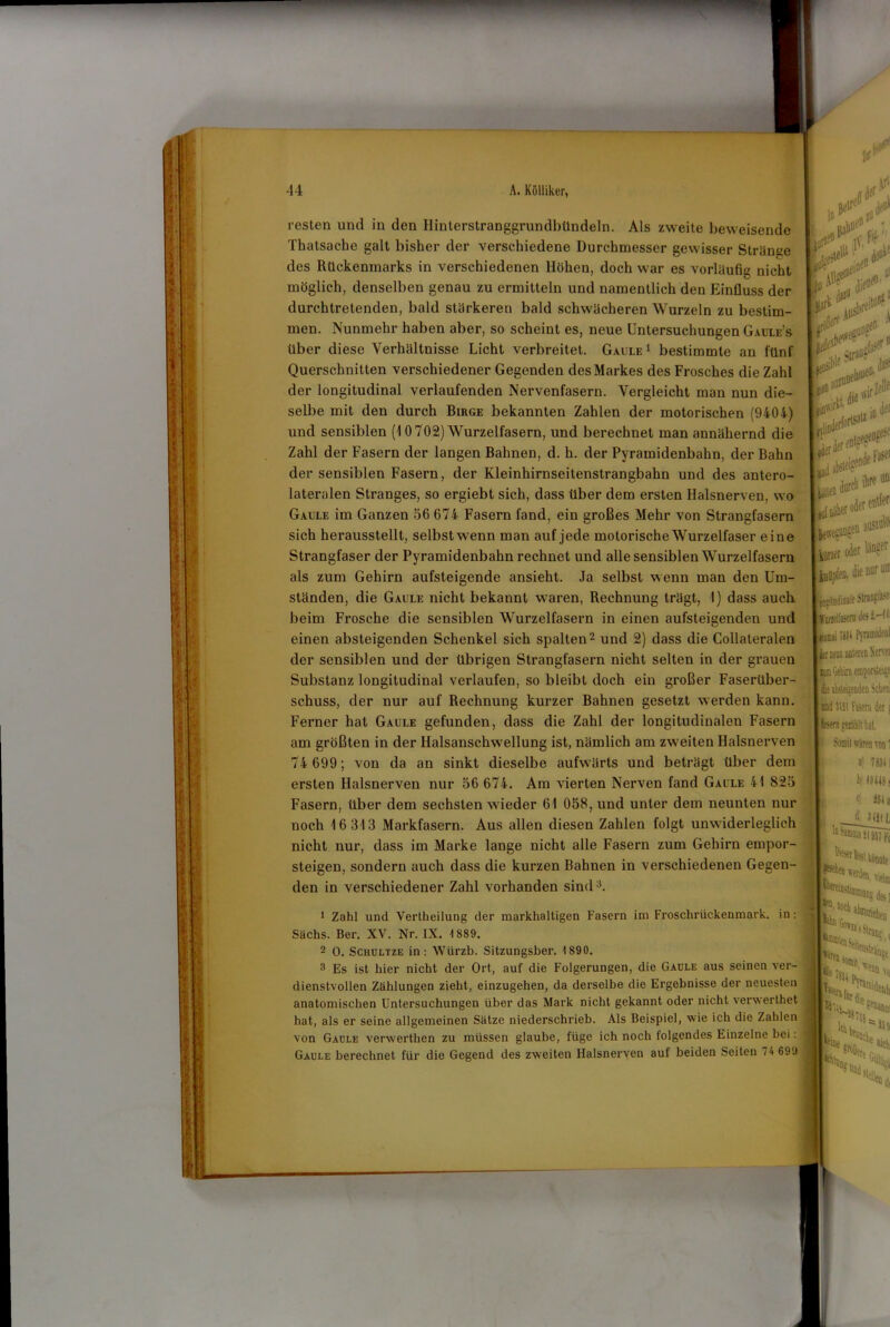 resten und in den Ilinterstranggrundbündeln. Als zweite beweisende Thatsache galt bisher der verschiedene Durchmesser gewisser Strange des Rückenmarks in verschiedenen Höhen, doch war es vorläufig nicht möglich, denselben genau zu ermitteln und namentlich den Einfluss der durchtretenden, bald stärkeren bald schwächeren Wurzeln zu bestim- men. Nunmehr haben aber, so scheint es, neue Untersuchungen Gaule’s über diese Verhältnisse Licht verbreitet. Gaule1 bestimmte an fünf Querschnitten verschiedener Gegenden des Markes des Frosches die Zahl der longitudinal verlaufenden Nervenfasern. Vergleicht man nun die- selbe mit den durch Birge bekannten Zahlen der motorischen (9404) und sensiblen (10702) Wurzelfasern, und berechnet man annähernd die Zahl der Fasern der langen Bahnen, d. h. der Pyramidenbahn, der Bahn der sensiblen Fasern, der Kleinhirnseitenstrangbahn und des antero- lateralen Stranges, so ergiebt sich, dass über dem ersten Halsnerven, wo Gaule im Ganzen 56 674 Fasern fand, ein großes Mehr von Strangfasern sich herausstellt, selbstwenn man auf jede motorische Wurzelfaser eine Strangfaser der Pyramidenbahn rechnet und alle sensiblen Wurzelfasern als zum Gehirn aufsteigende ansieht. Ja selbst wenn man den Um- ständen, die Gaule nicht bekannt waren, Rechnung trägt, I) dass auch beim Frosche die sensiblen Wurzelfasern in einen aufsteigenden und einen absteigenden Schenkel sich spalten2 und 2) dass die Collateralen der sensiblen und der übrigen Strangfasern nicht selten in der grauen Substanz longitudinal verlaufen, so bleibt doch ein großer Faserüber- schuss, der nur auf Rechnung kurzer Bahnen gesetzt werden kann. Ferner hat Gaule gefunden, dass die Zahl der longitudinalen Fasern am größten in der Halsanschwellung ist, nämlich am zweiten Halsnerven 74 699; von da an sinkt dieselbe aufwärts und beträgt über dem ersten Halsnerven nur 56 674. Am vierten Nerven fand Gaule 41 825 Fasern, über dem sechsten wieder 61 058, und unter dem neunten nur noch 16 313 Markfasern. Aus allen diesen Zahlen folgt unwiderleglich nicht nur, dass im Marke lange nicht alle Fasern zum Gehirn empor- steigen, sondern auch dass die kurzen Bahnen in verschiedenen Gegen- den in verschiedener Zahl vorhanden sind3. II* itf i »jtu®? ‘ r.MW* r„ in 3®1®1 der . .-ii |0 mm»“1 w. L,«s» ** L« * 1 tflOpicD. die nur uff mgfjlDdiOlle llarKltnseniJed.'O' Leiil ;s?l Pminideul UiDW uüieten Kervei die Stenden Sehen’ I und Mil Fasern der s [feem jMählt hat Somit wären von 1 «) 78341 b; 40448 $ ci sät 8 <1- JiJil 1 Zahl und Vertheilung der markhaltigen Fasern im Froschrückenmark, in: Sachs. Ber. XV. Nr. IX. 4 889. 2 O. Schultze in: Würzb. Sitzungsber. 1890. 3 Es ist hier nicht der Ort, auf die Folgerungen, die Gaule aus seinen ver- dienstvollen Zählungen zieht, einzugehen, da derselbe die Ergebnisse der neuesten anatomischen Untersuchungen über das Mark nicht gekannt oder nicht verwerthet hat, als er seine allgemeinen Sätze niederschrieb. Als Beispiel, wie ich die Zahlen von Gaule verwerthen zu müssen glaube, füge ich noch folgendes Einzelne bei: Gaule berechnet für die Gegend des zweiten Halsnerven auf beiden Seiten 74 699 «st konnte Stag des; S O L ige 1 Vo i»4 fc. lcii br= 55 in •chliij , 'Ultk